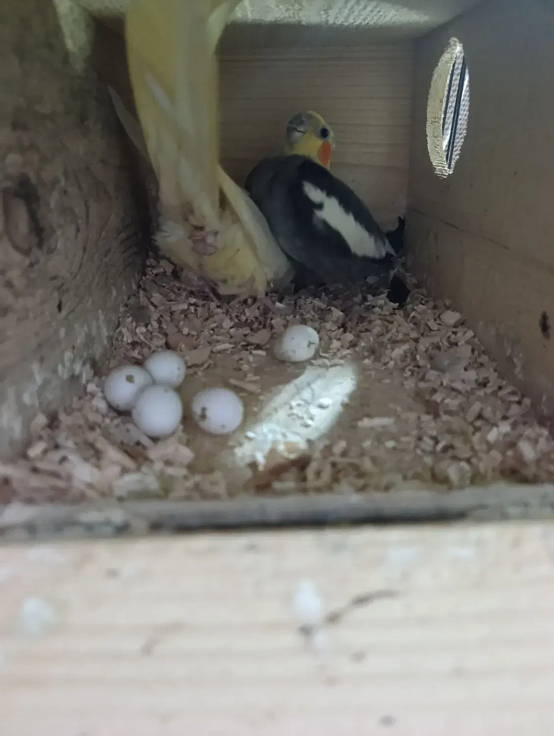 فروش عروس هلندی مولد|پرنده|ساری, |دیوار