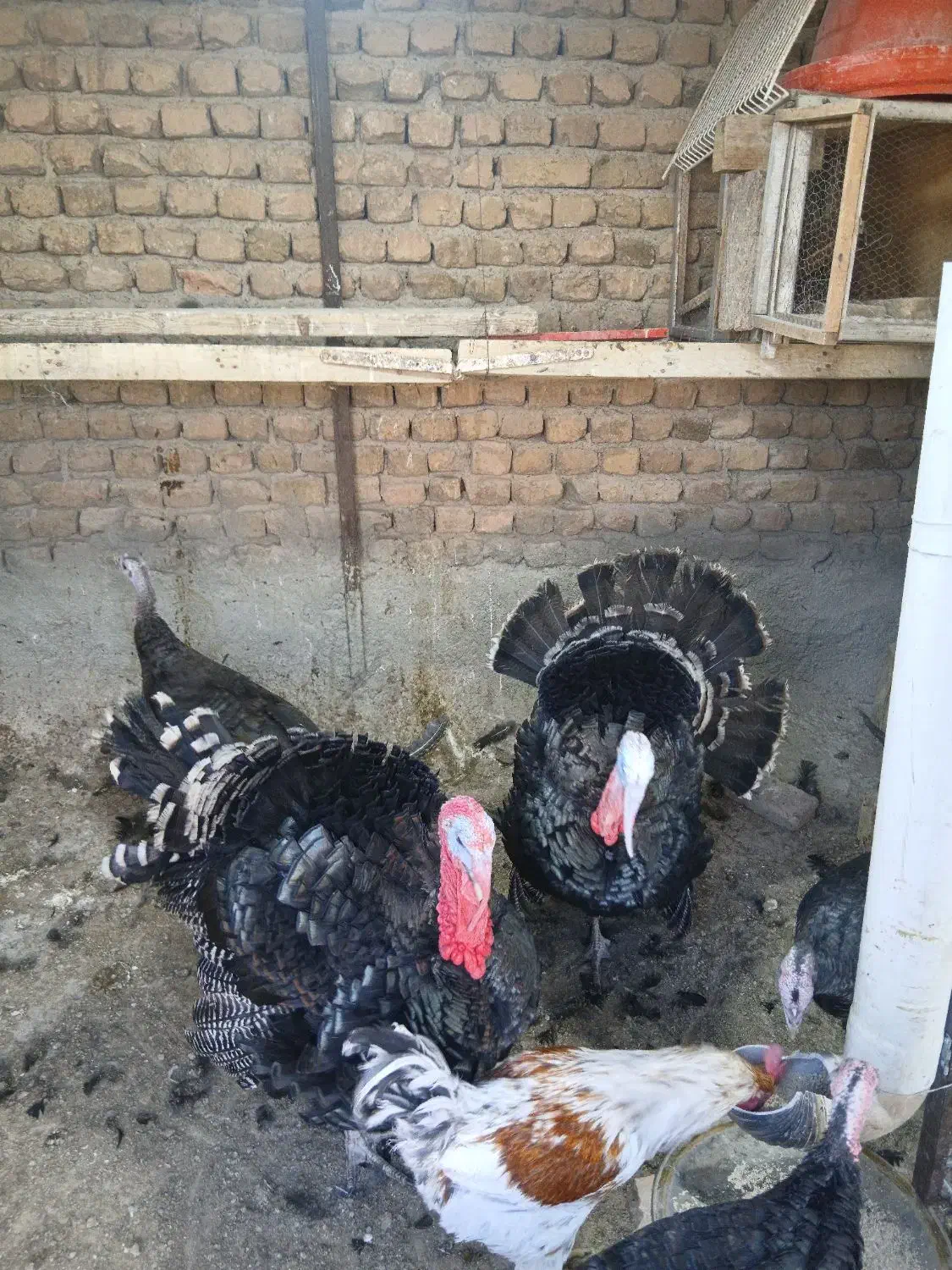 بوغلمون برنز نر|حیوانات مزرعه|کرج, اسلامآباد|دیوار