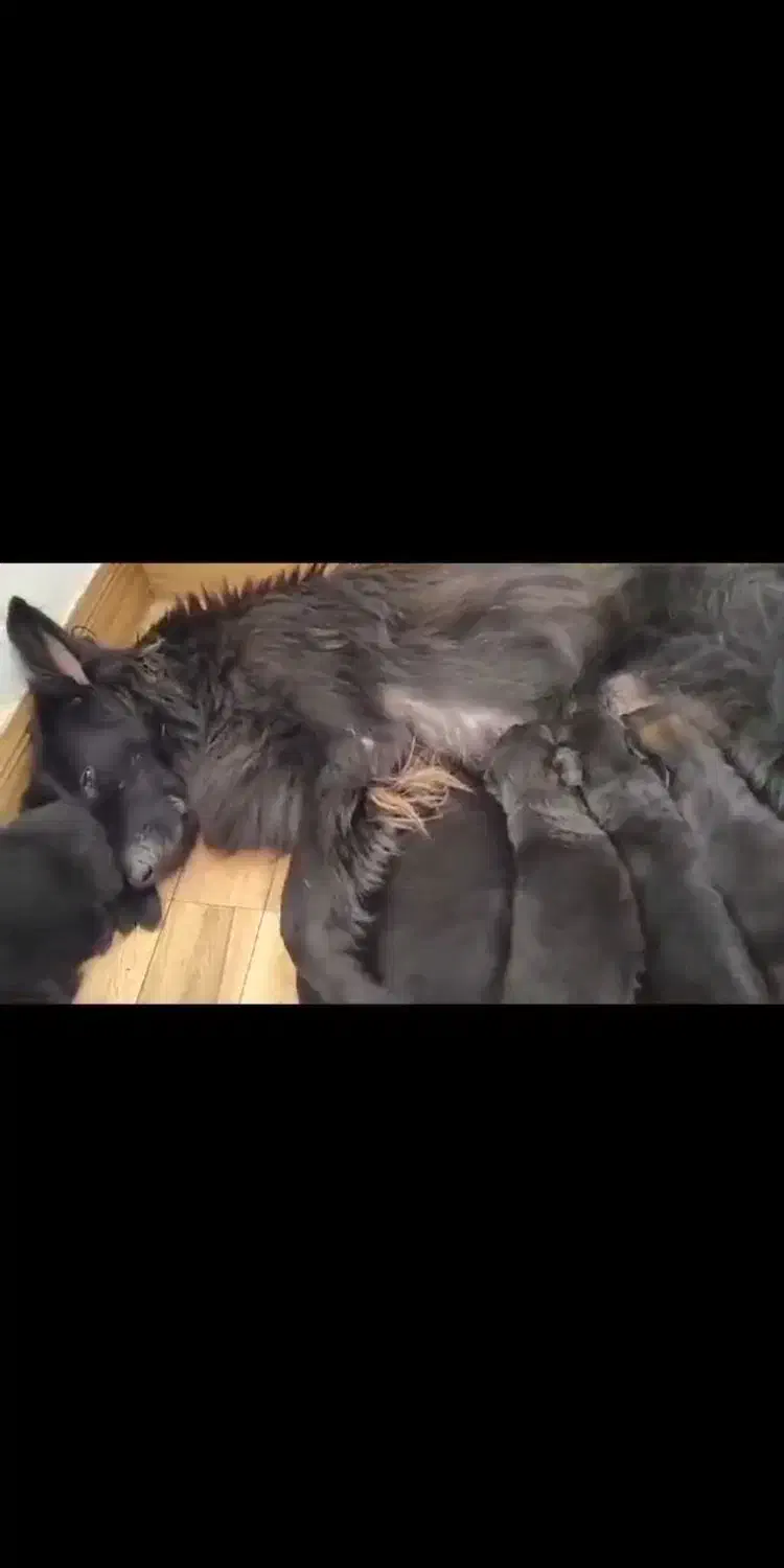 ماده دوسال و نیمه|سگ|ری, علایین|دیوار