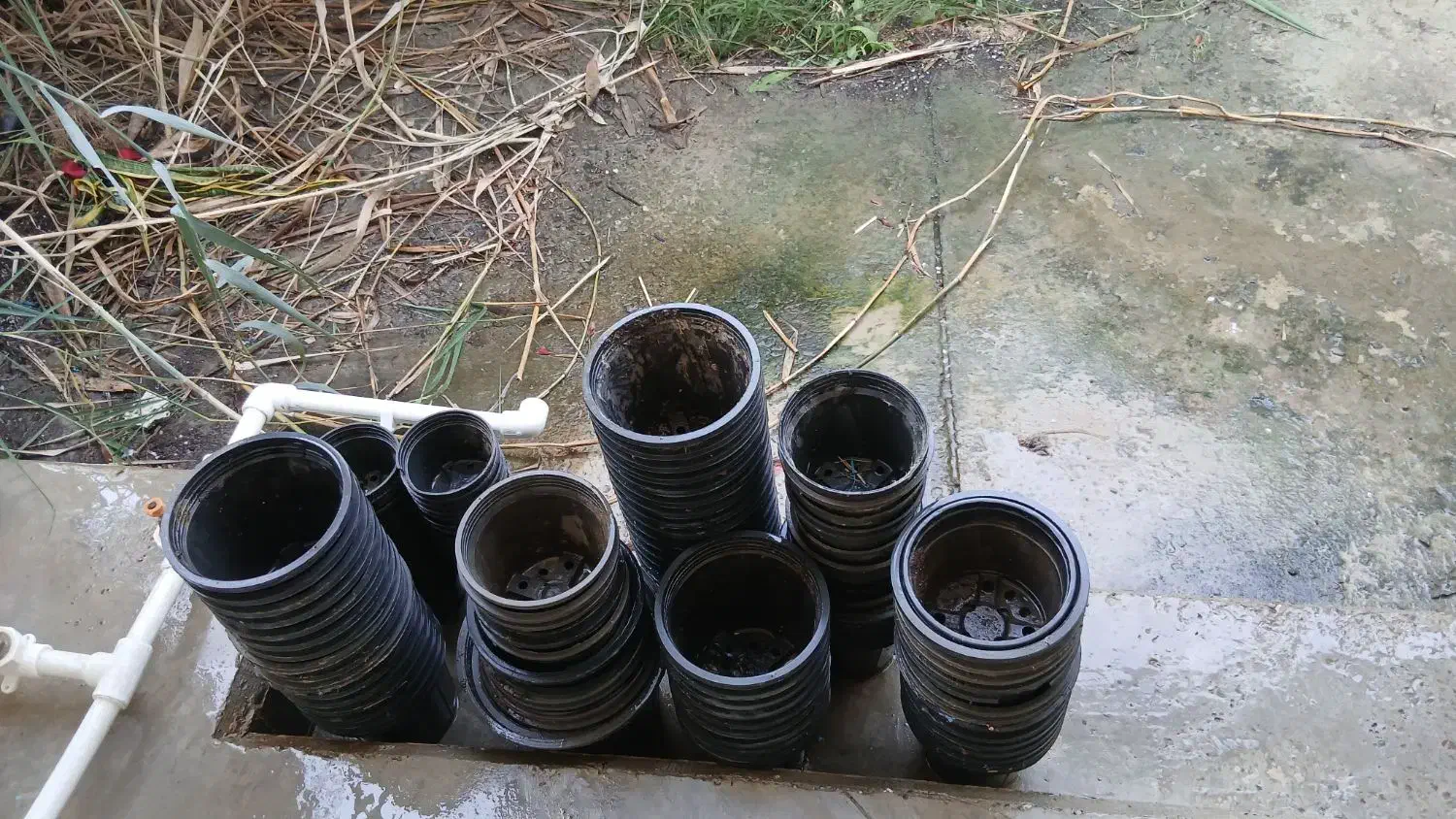 گلدان فروشی|گل و گیاه طبیعی|کنارک, |دیوار