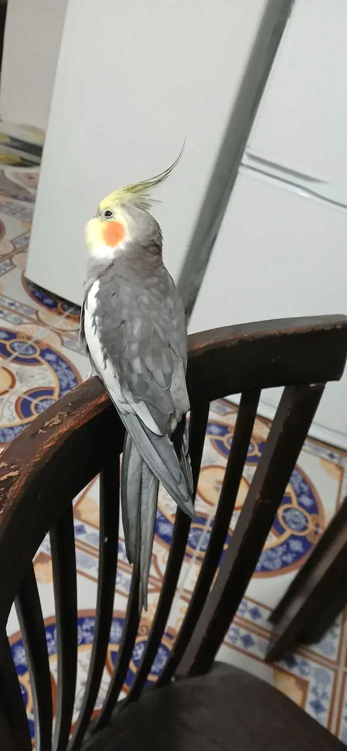 عروس هلندی گمشده|حیوانات|جم, |دیوار