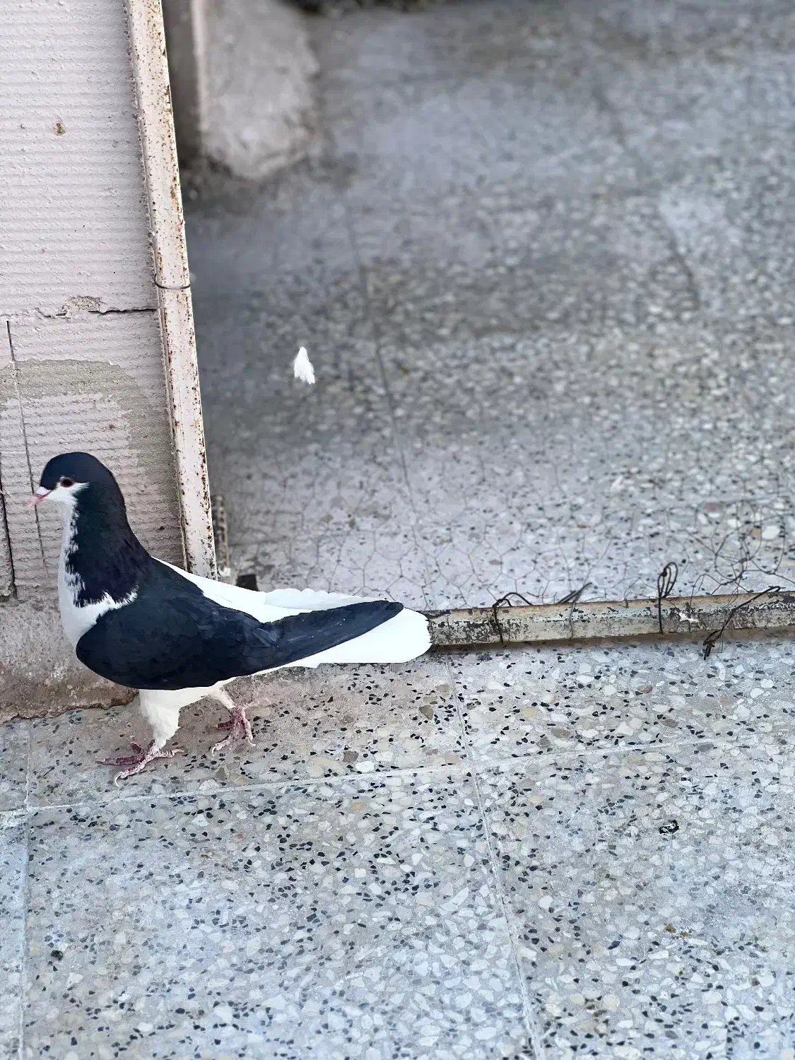 شهری سبز و قهوه ای|پرنده|شیراز, تندگویان|دیوار