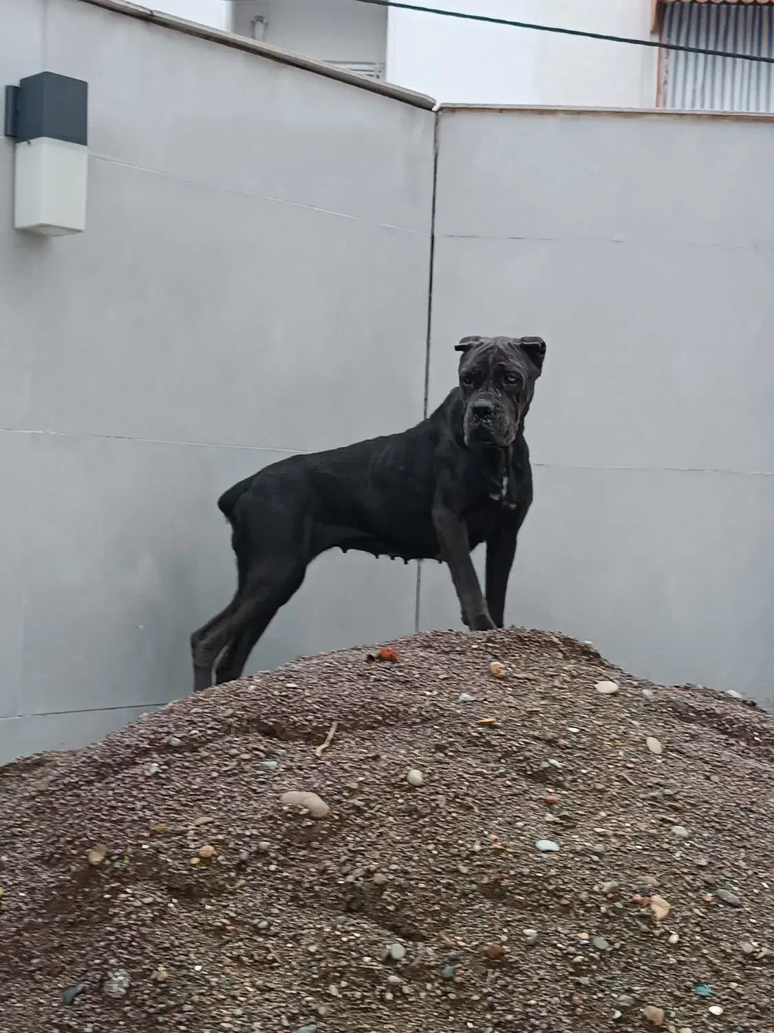 کنکورسو ماده|سگ|رشت, منظریه|دیوار