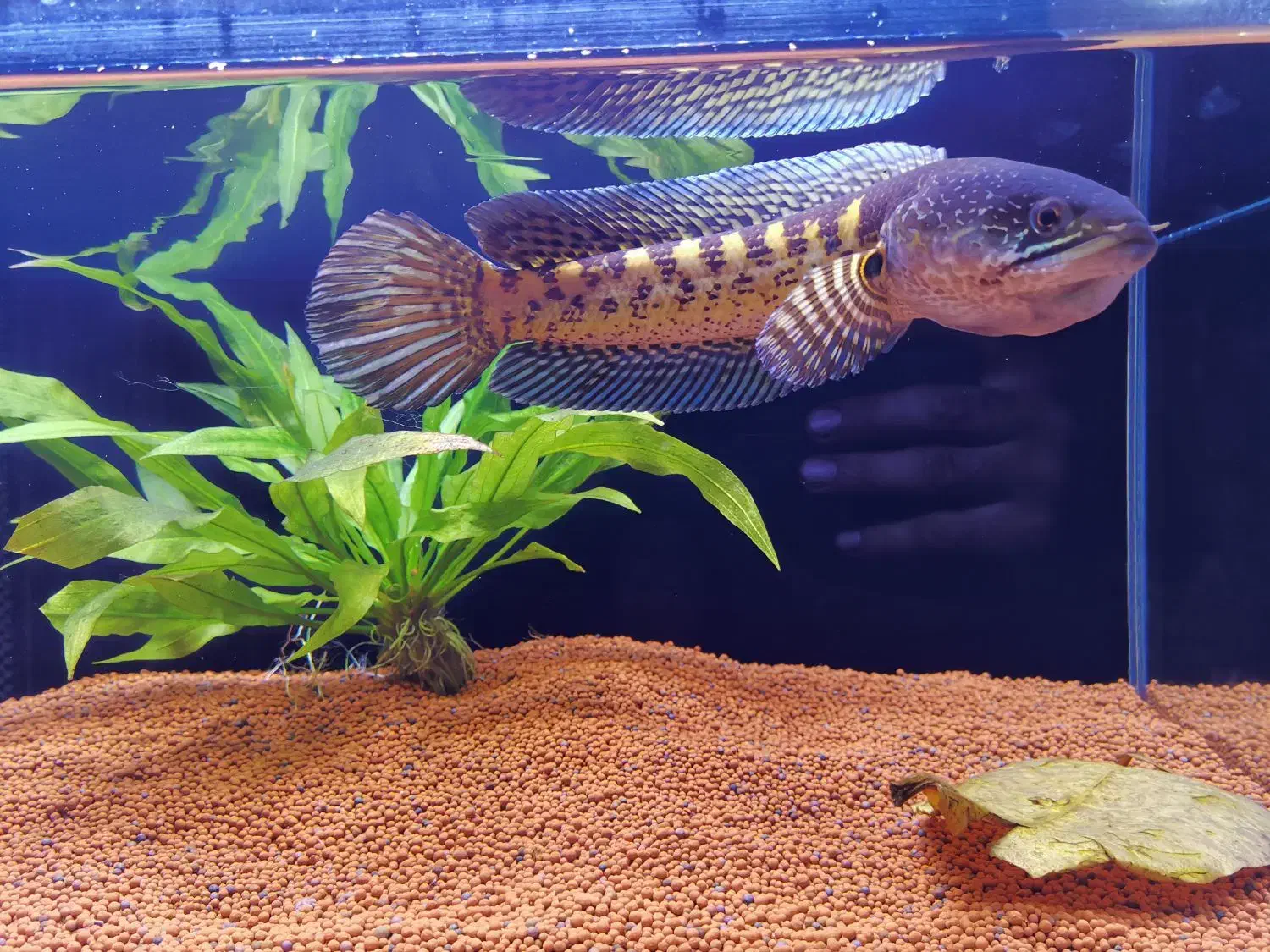 چانا گلدن کبری سینگل تانک|ماهی|مشهد, شهرک مهرگان|دیوار