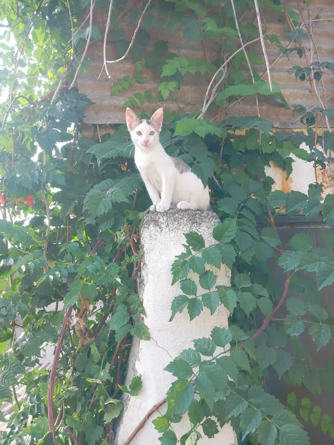 دی ای اچ|گربه|گرگان, |دیوار