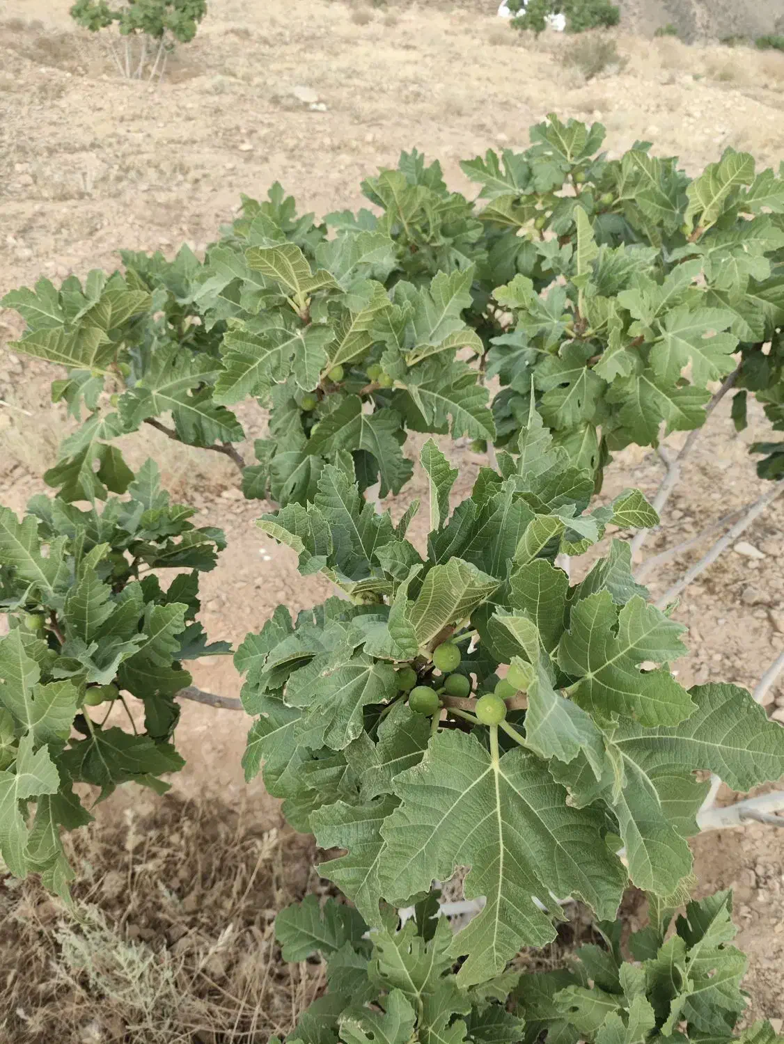 ملک انجیر منطقه خیر مبارک آباد|فروش دفتر صنعتی، کشاورزی، تجاری|رونیز, |دیوار