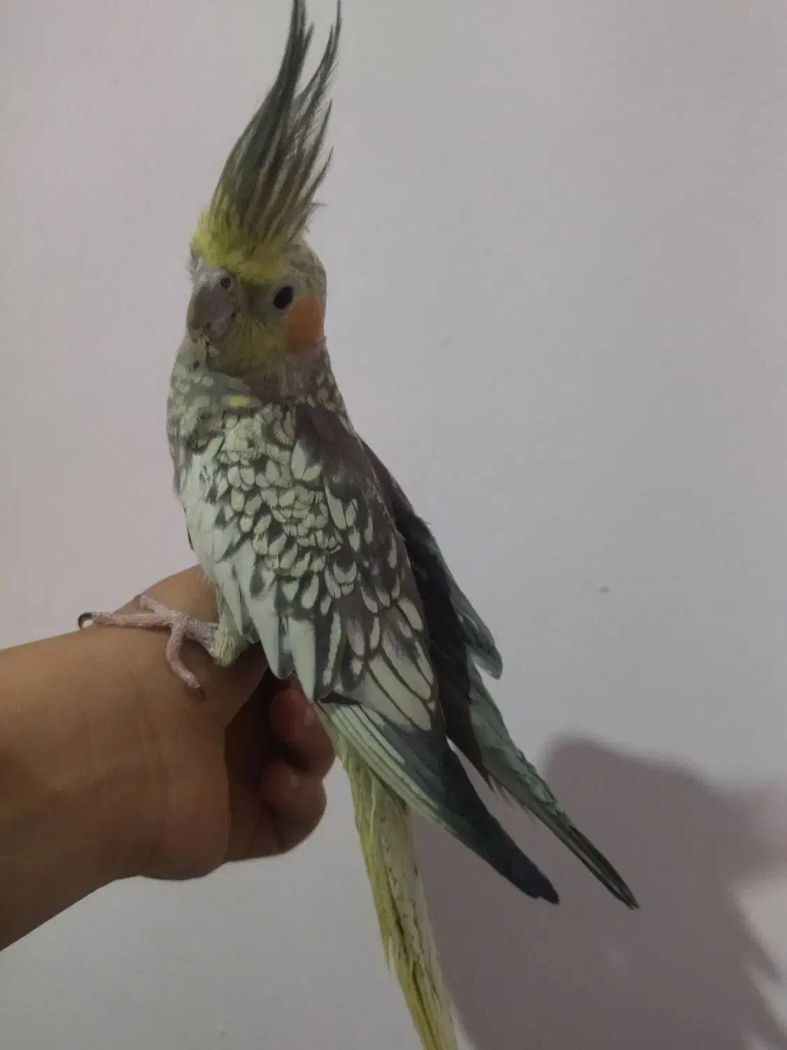 عروس هلندی|پرنده|مشهد, سجادیه|دیوار