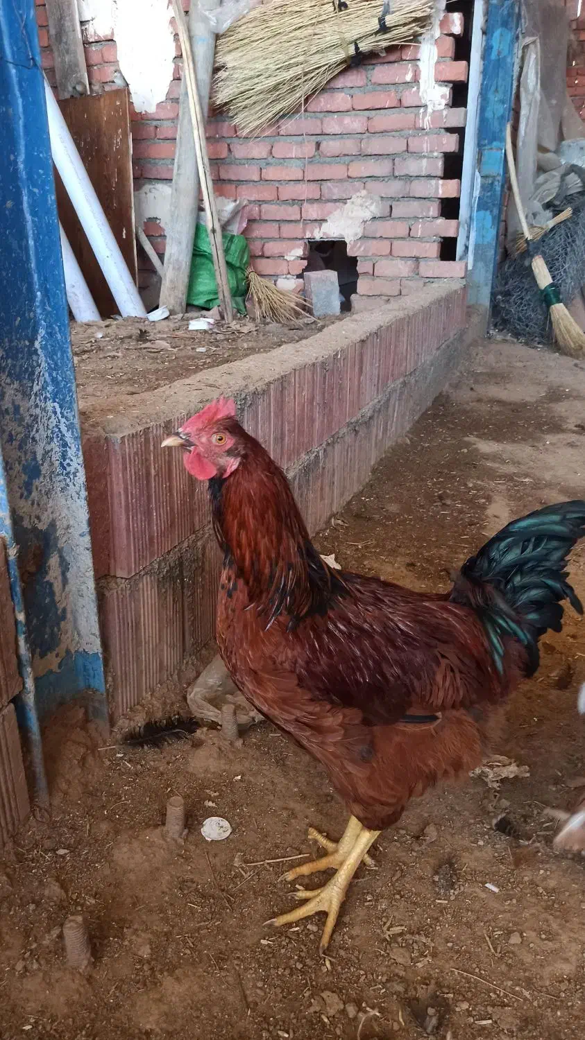 فروش خروس سرحال|حیوانات مزرعه|مریوان, |دیوار