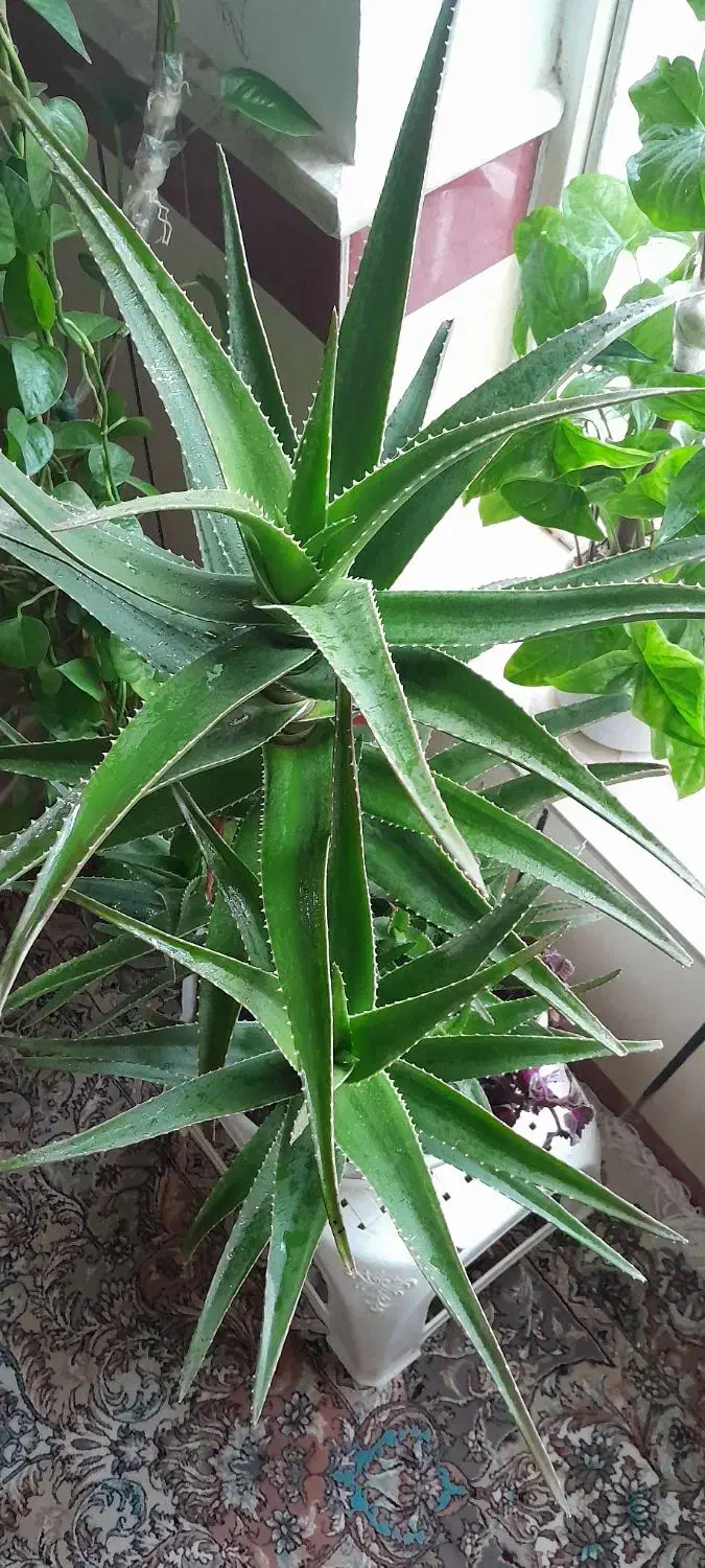 گل قشنگ وبا طراوت|گل و گیاه طبیعی|بجنورد, |دیوار