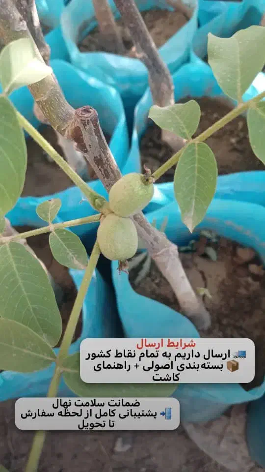 نهال گردوی پیوندی سالم|خدمات باغبانی و درختکاری|سنندج, |دیوار