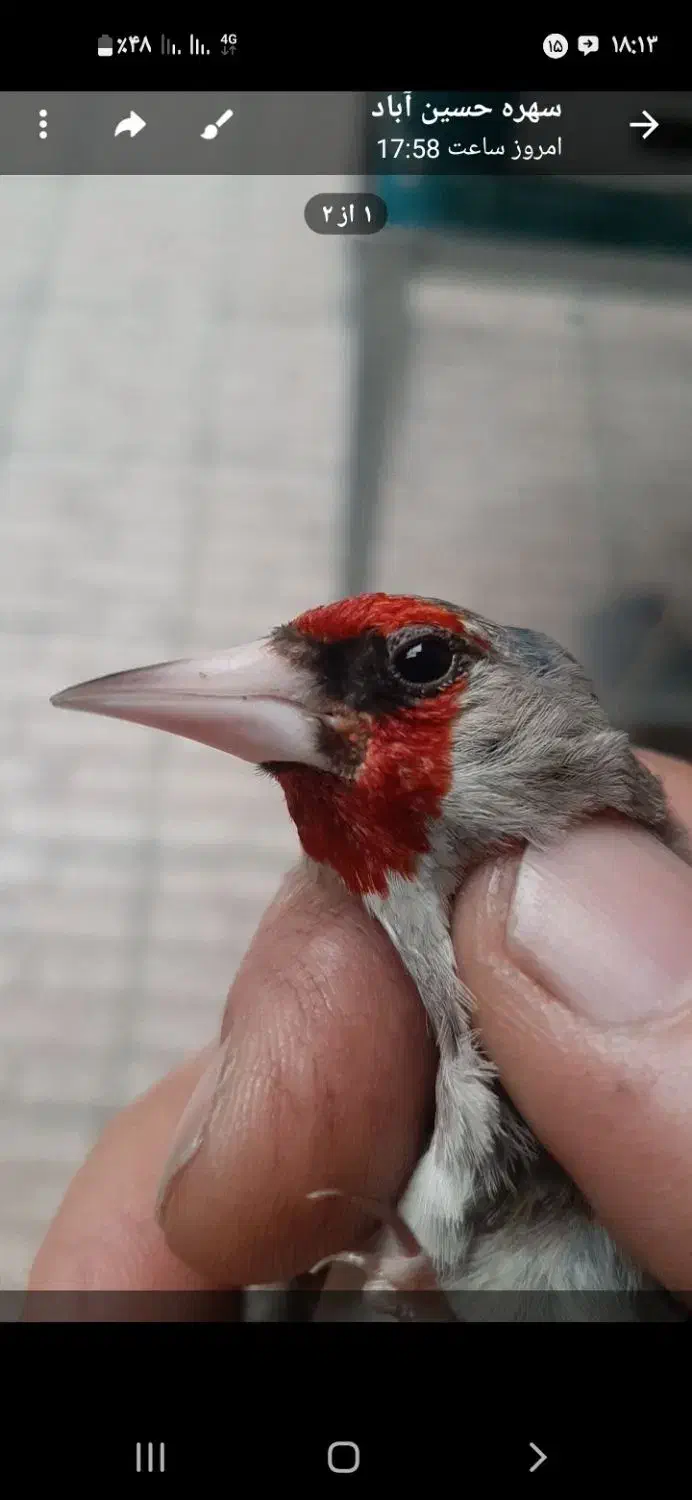 سهره کرمانی|پرنده|مشهد, طبرسی شمالی|دیوار