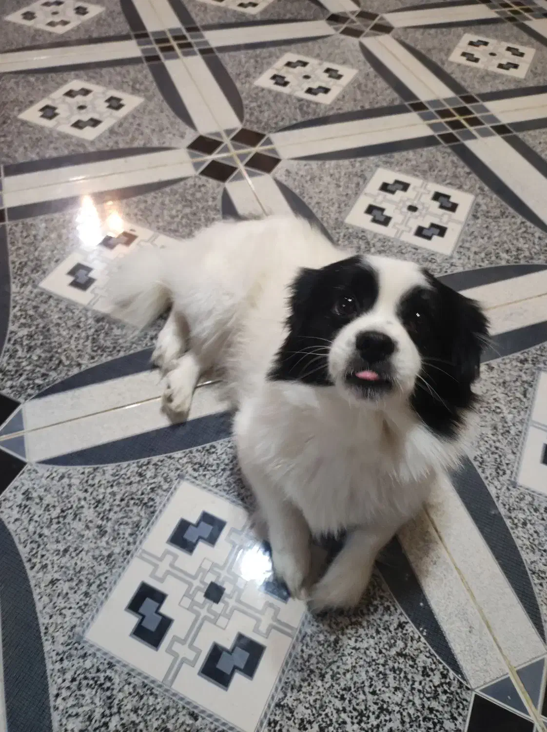 واگذار سگ اشپیتز نر|سگ|بندر انزلی, سید آسیه|دیوار