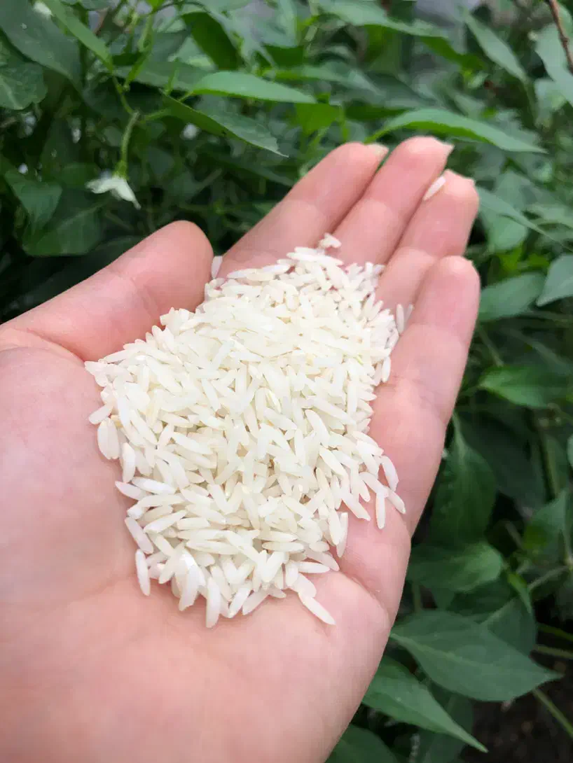 برنج هاشمی ممتاز-مستقیم از کشاورز|خوردنی و آشامیدنی|تهران, شهرک آزادی|دیوار