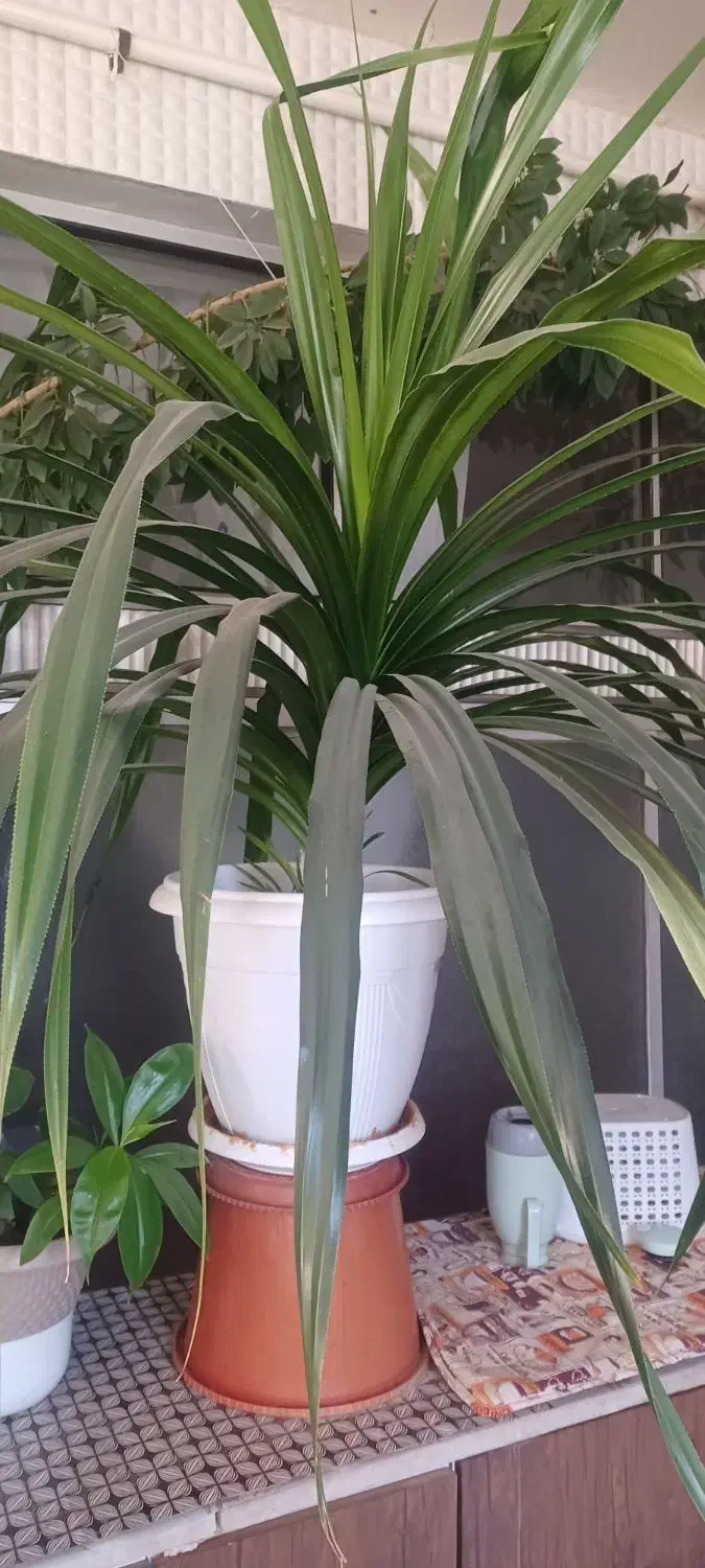 گل زیبا وقشنگ و اپارتمانی|گل و گیاه طبیعی|شهرکرد, |دیوار