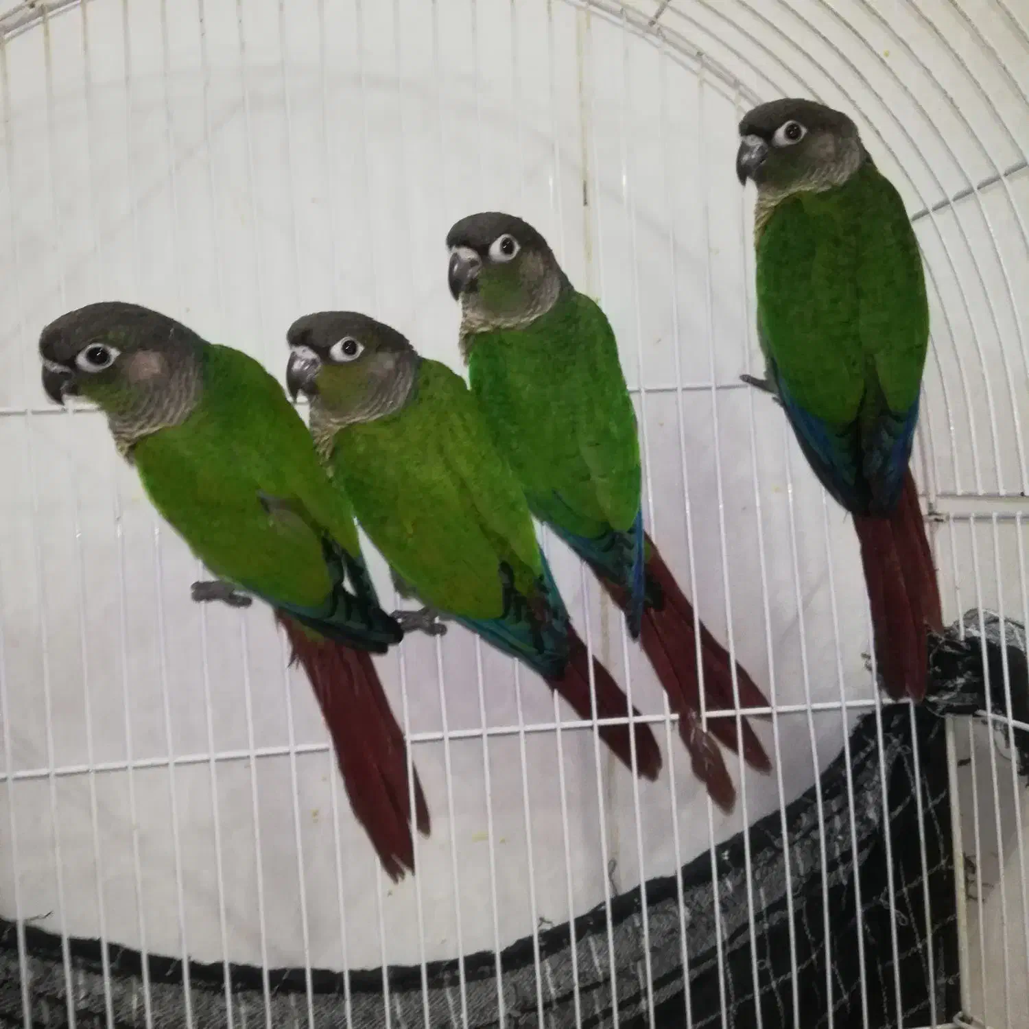 طوطی برزیلی عروس گیرینچیک مرغ عشق سرلاک طوطی|پرنده|قزوین, |دیوار