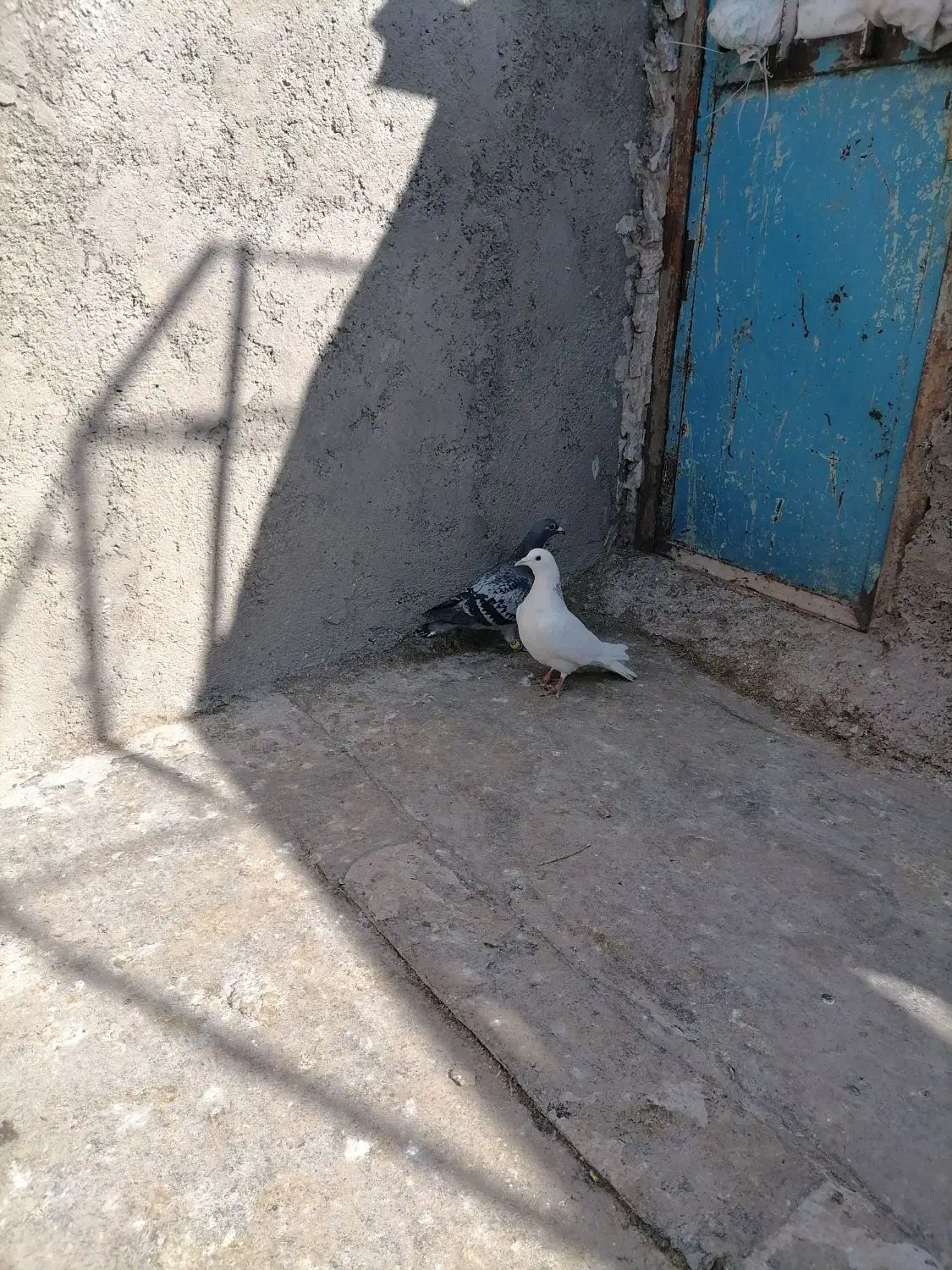 کبوتر غریب گیری|حیوانات|قزوین, |دیوار