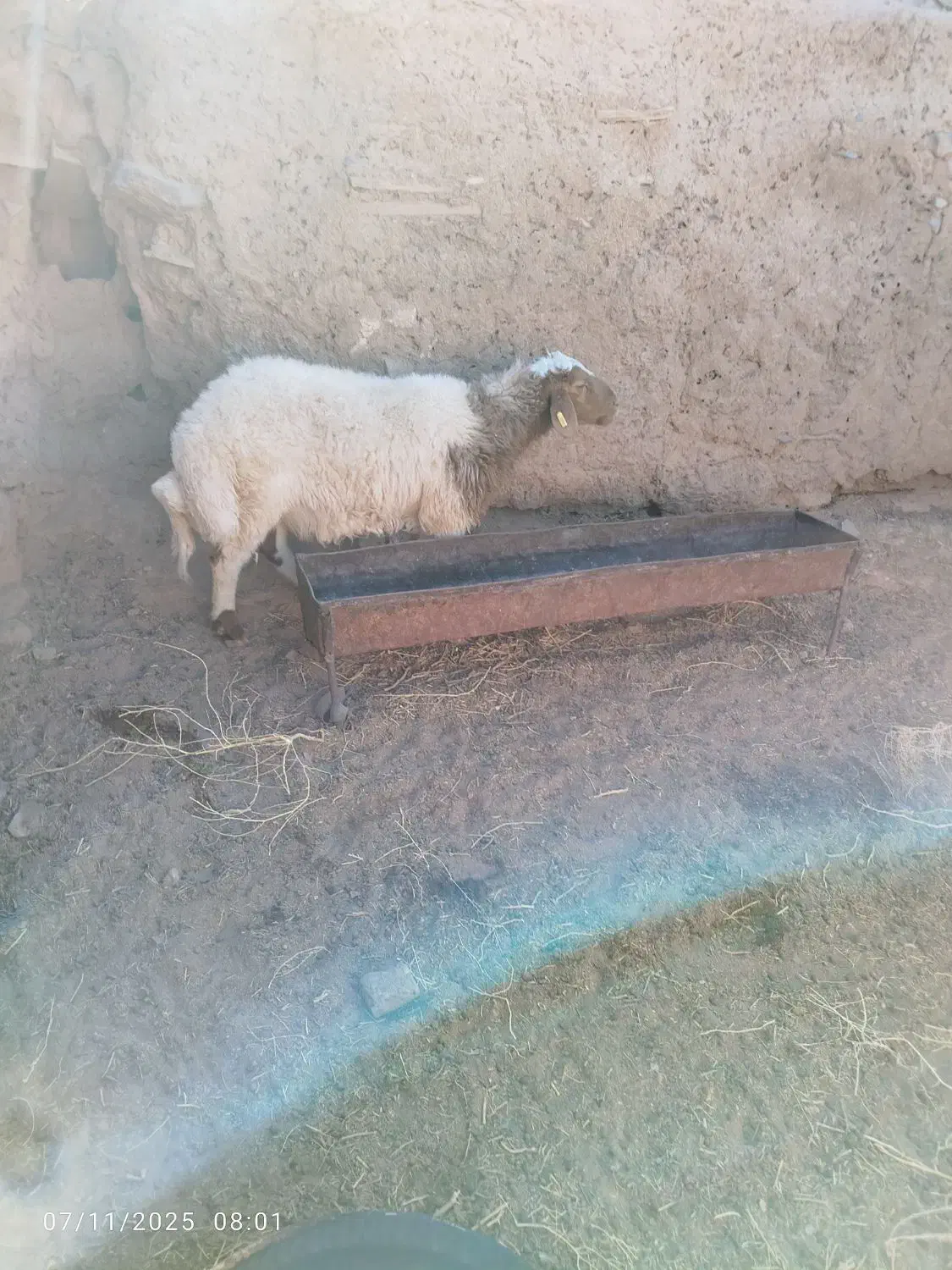 سلام شیشک خوش تخم فروشی|حیوانات مزرعه|فردوس (خراسان), |دیوار