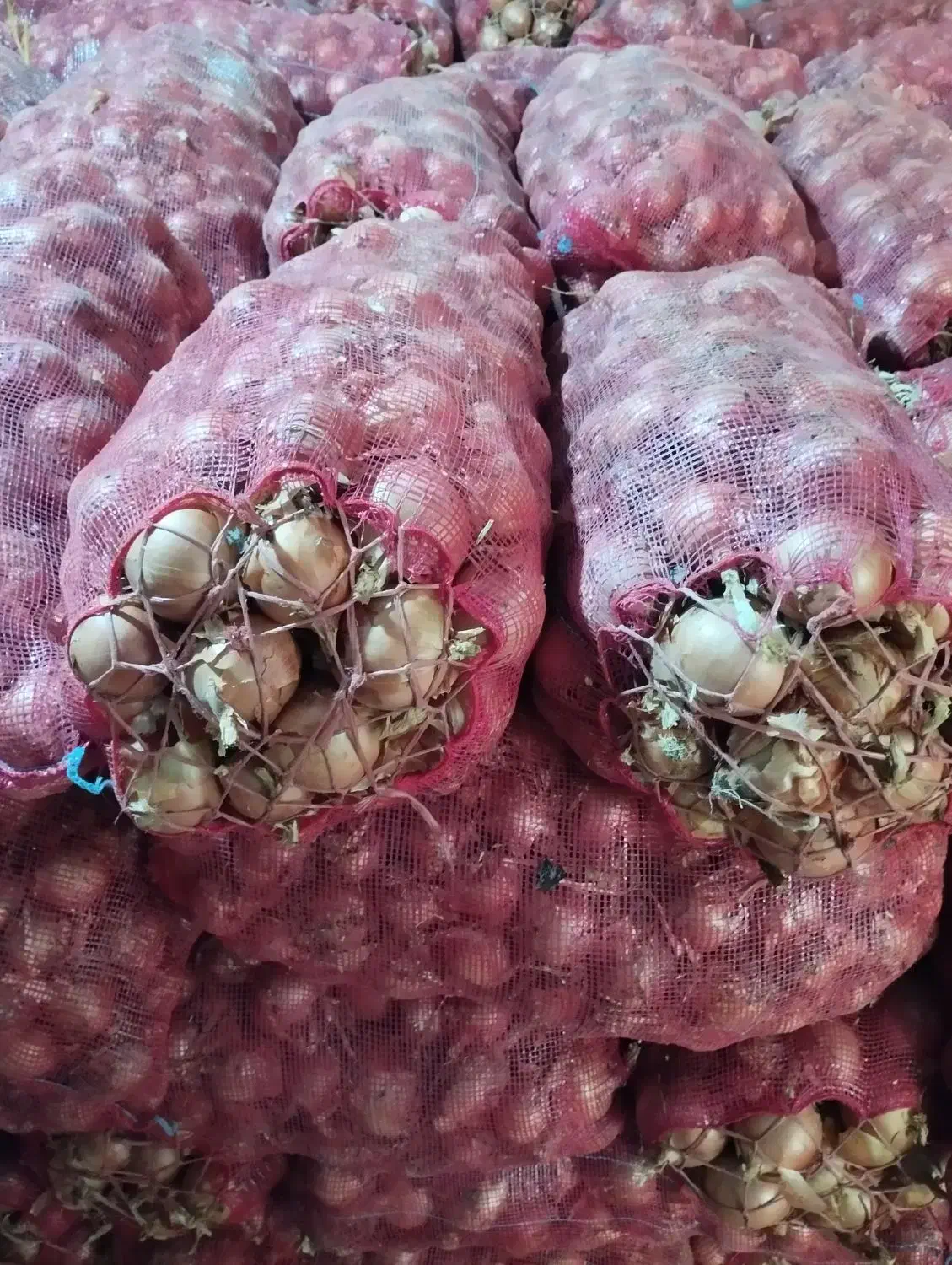 پیاز فلات بذر قوطی|خوردنی و آشامیدنی|بجنورد, |دیوار