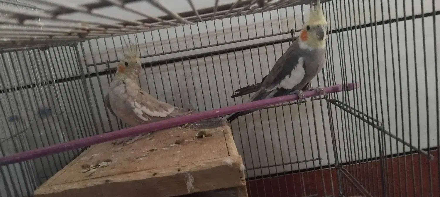 طوطی عروس|پرنده|بهبهان, |دیوار