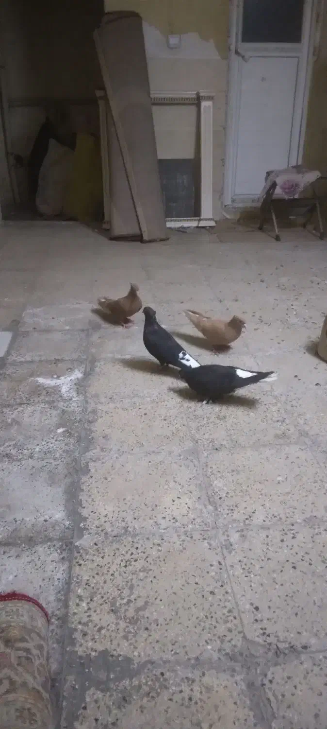 دم سفید|پرنده|قم, نخودی|دیوار