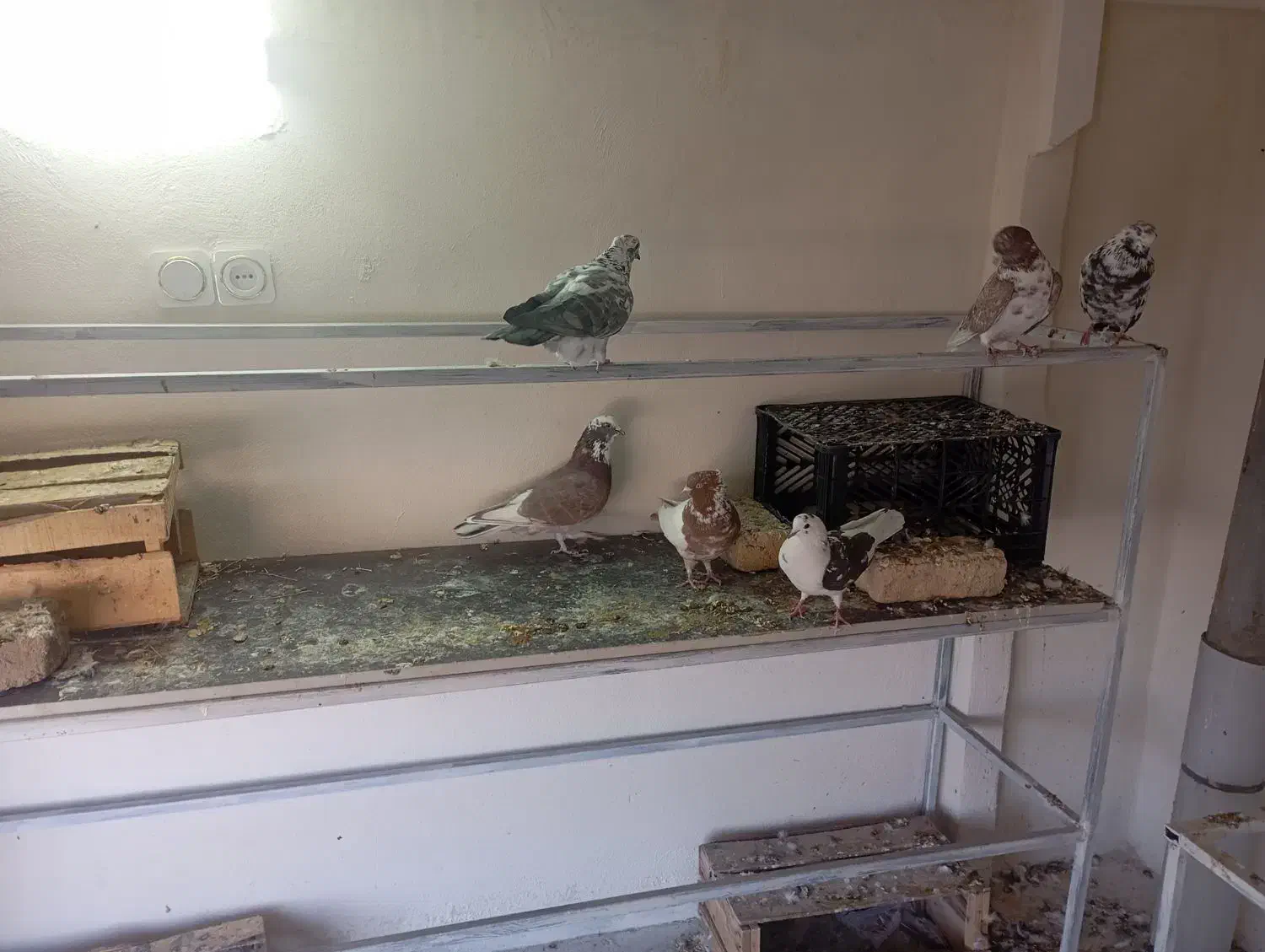 کبوتر|پرنده|دورود, |دیوار