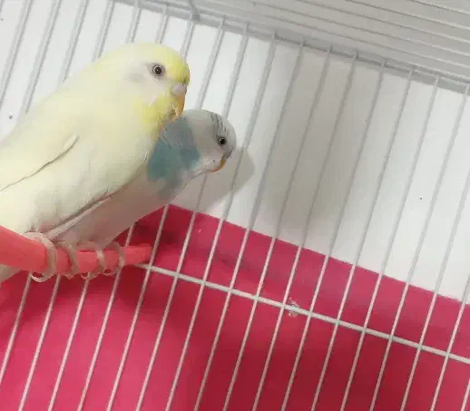 مرغ عشق|پرنده|بیرجند, |دیوار