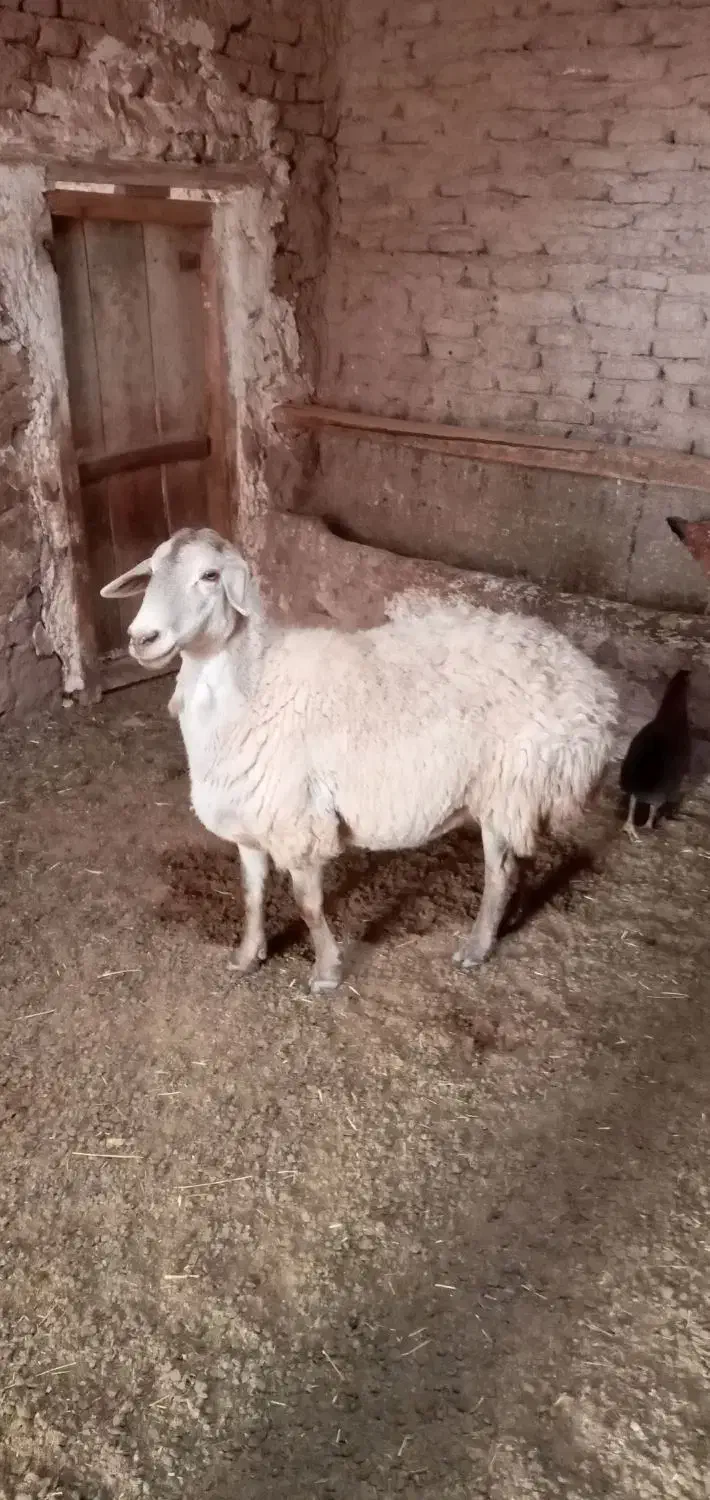 فروش گوسفند|حیوانات مزرعه|هریس, |دیوار
