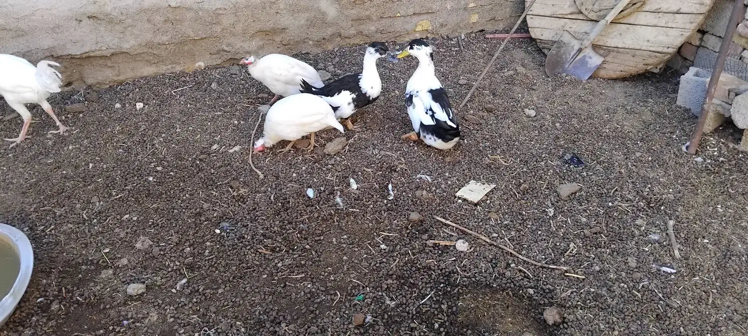 نوچه مرغ|حیوانات مزرعه|خمک, |دیوار