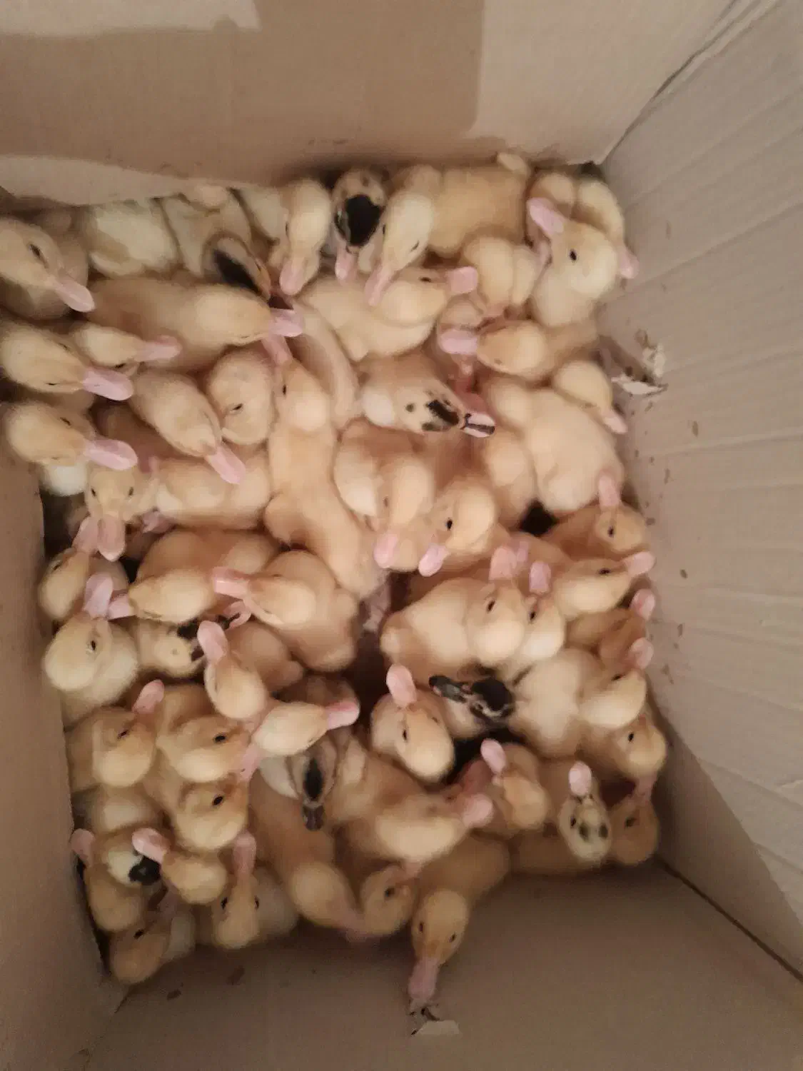 اردک|حیوانات مزرعه|یزد, |دیوار