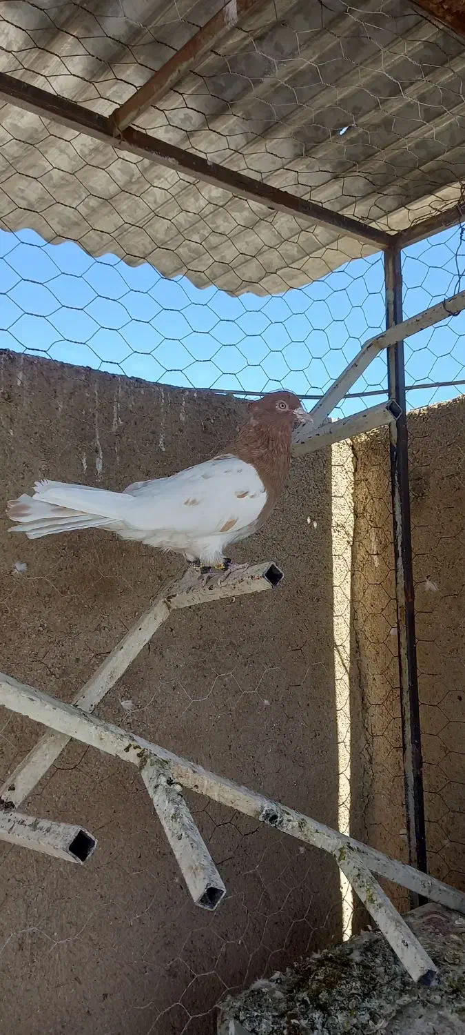 نر کله ای|پرنده|بروجرد, |دیوار