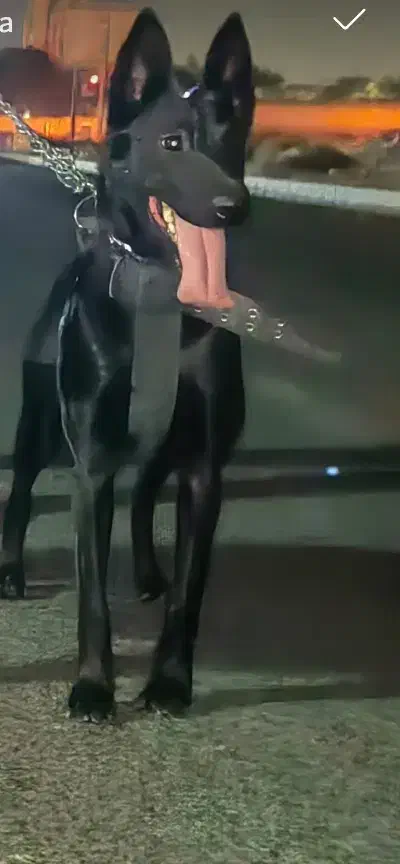 مالینویز|سگ|باقرشهر, |دیوار