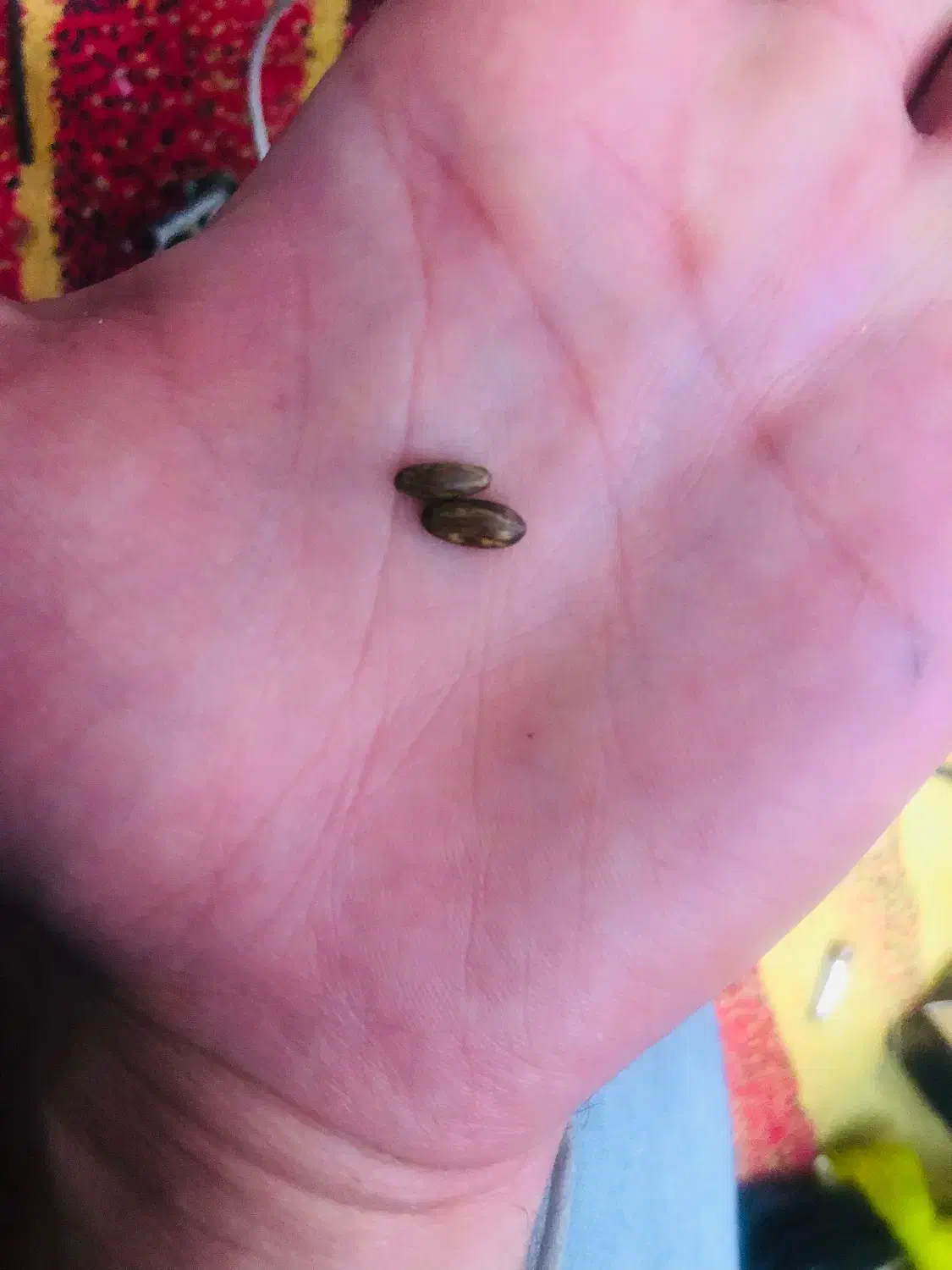 مهره|کلکسیون اشیاء عتیقه|اهواز, شریعتی جنوبی|دیوار