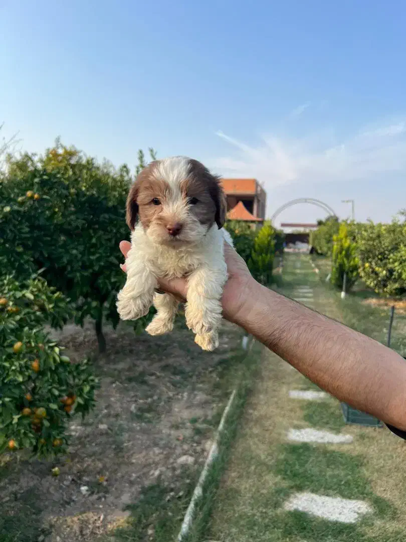 فروش سگ|سگ|رستمکلا, |دیوار