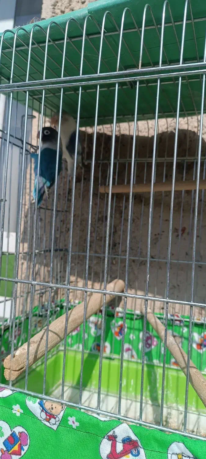 طوطی برزیلی|پرنده|نیریز, |دیوار