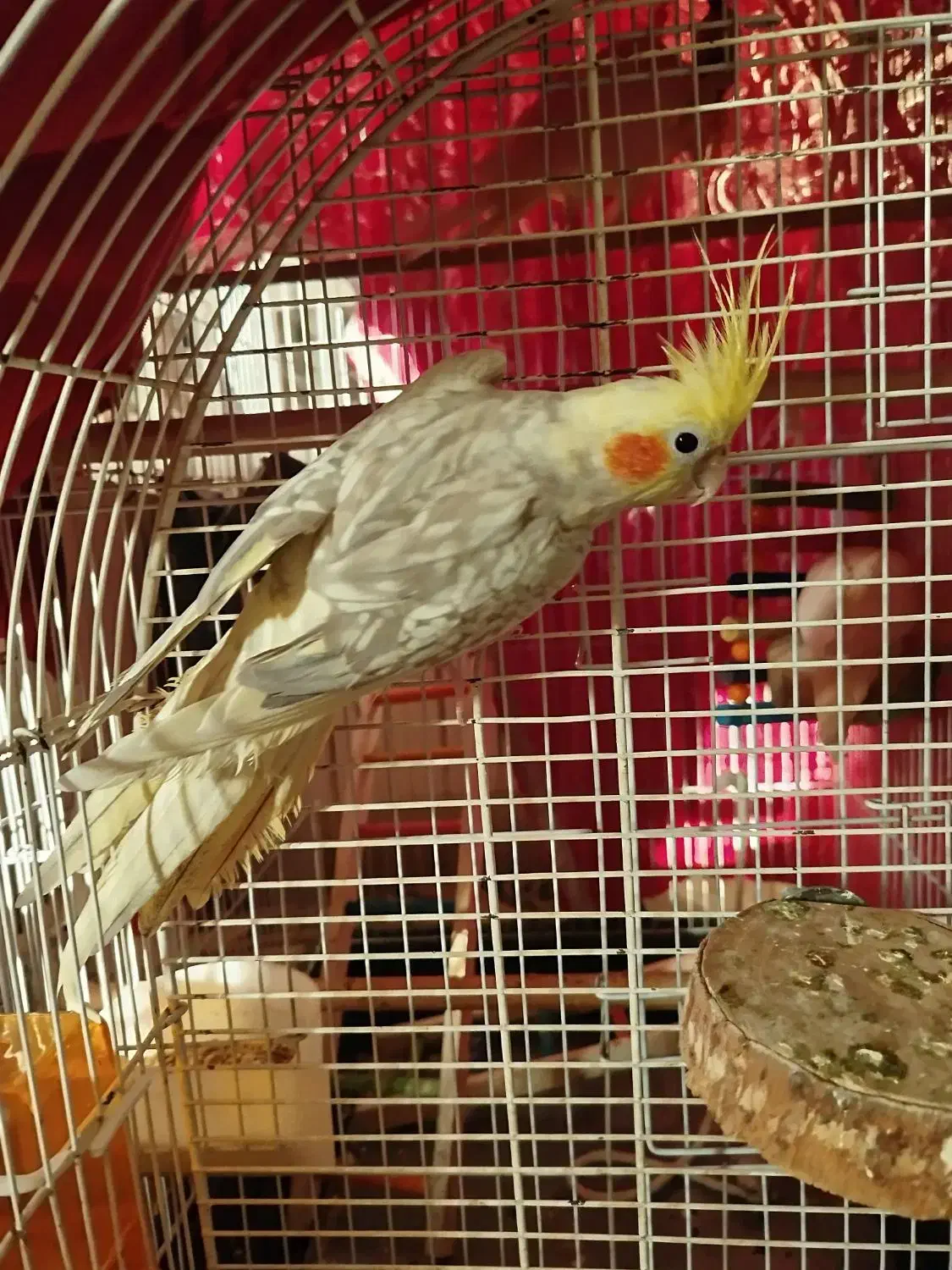 طوطی عروس هلندی دوکت|پرنده|بابل, |دیوار