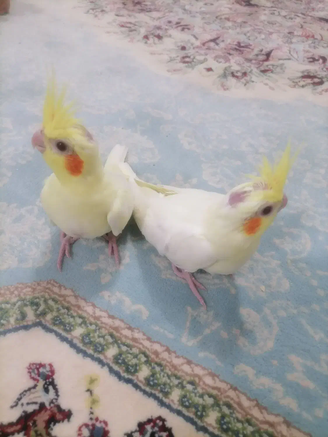 جوجه عروس با کیفیت آماده آموزش وسخنگو|پرنده|قیدار, |دیوار