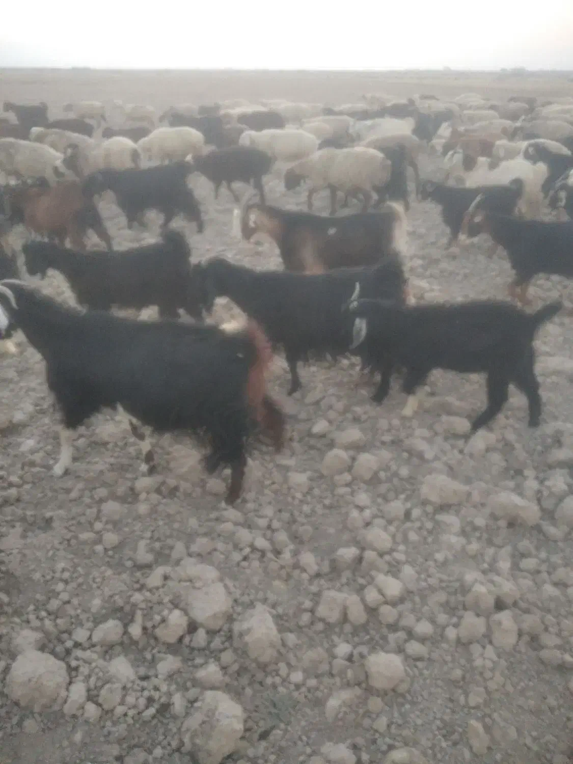 فروش بز|حیوانات مزرعه|شیراز, آبیاری|دیوار