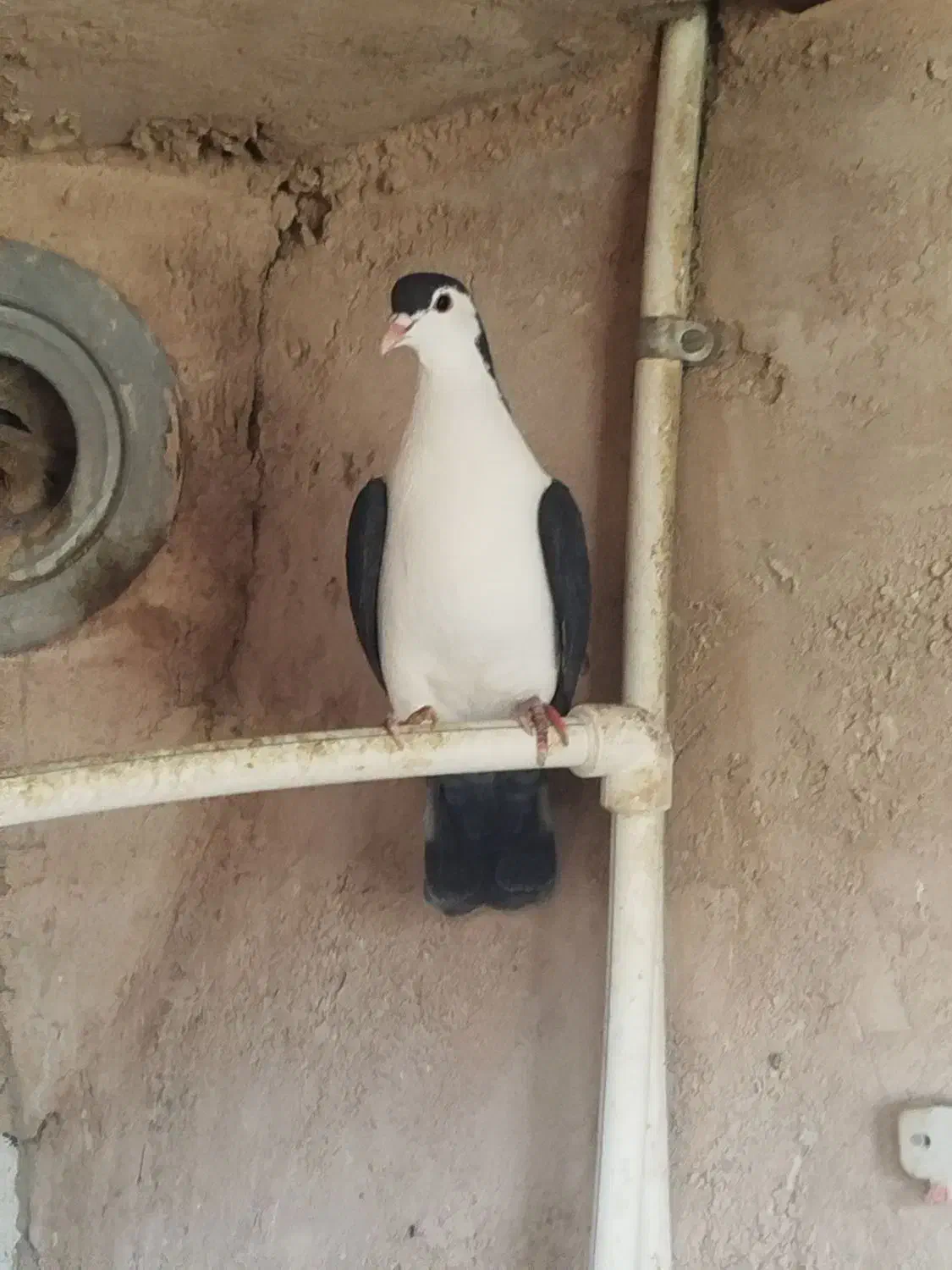 کفتر|پرنده|چناران, |دیوار