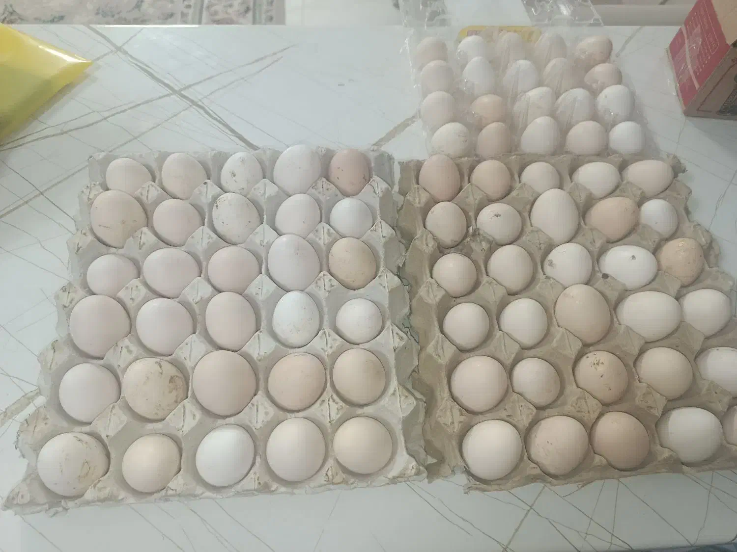 تخم مرغ محلی تازه|خوردنی و آشامیدنی|شیراز, شهرک قمشه|دیوار