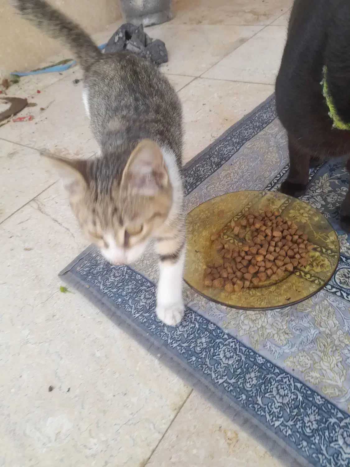 گربه ملوس ناز نازی|گربه|کوچصفهان, |دیوار