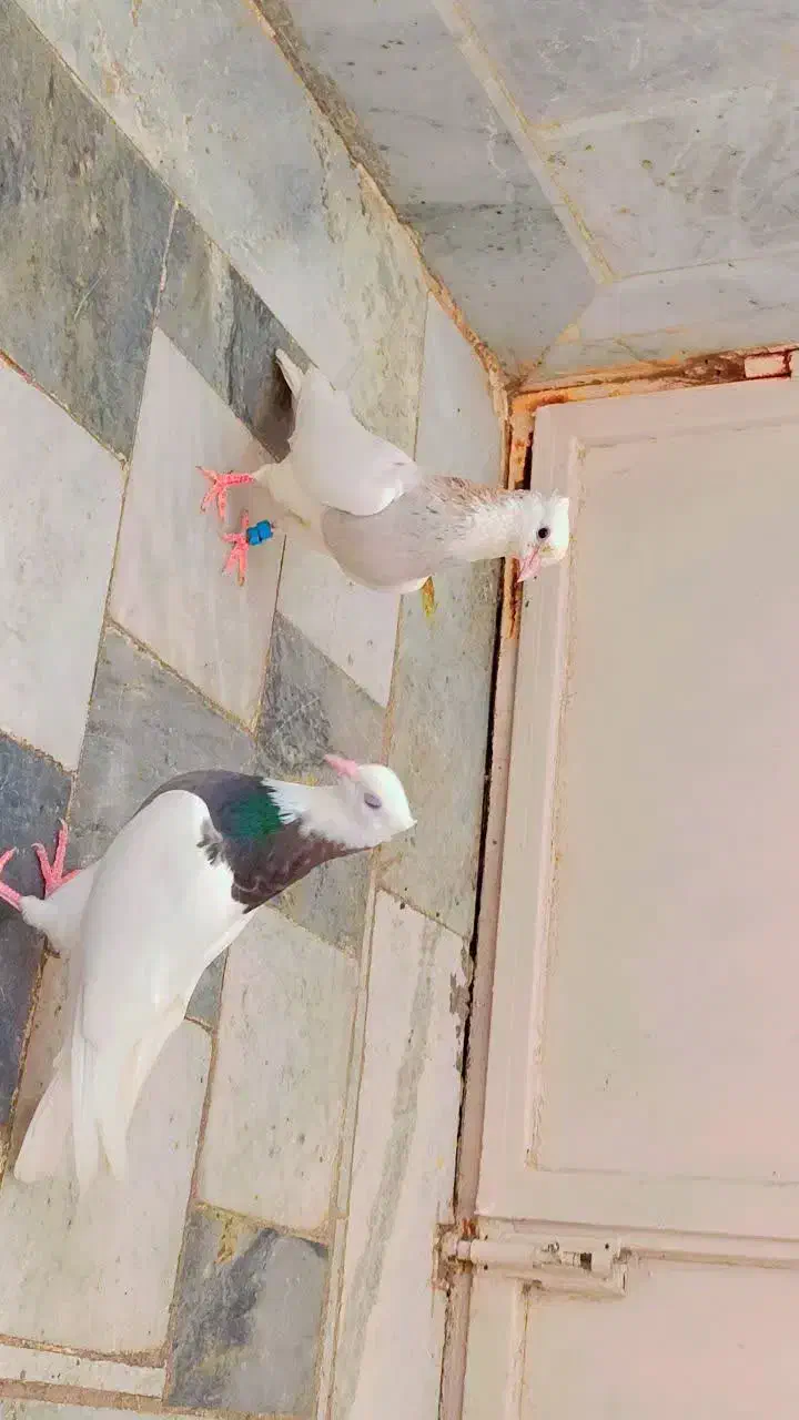 کبوتر ریش زرد کاکلی طوق هفترنگ|پرنده|بیرجند, |دیوار