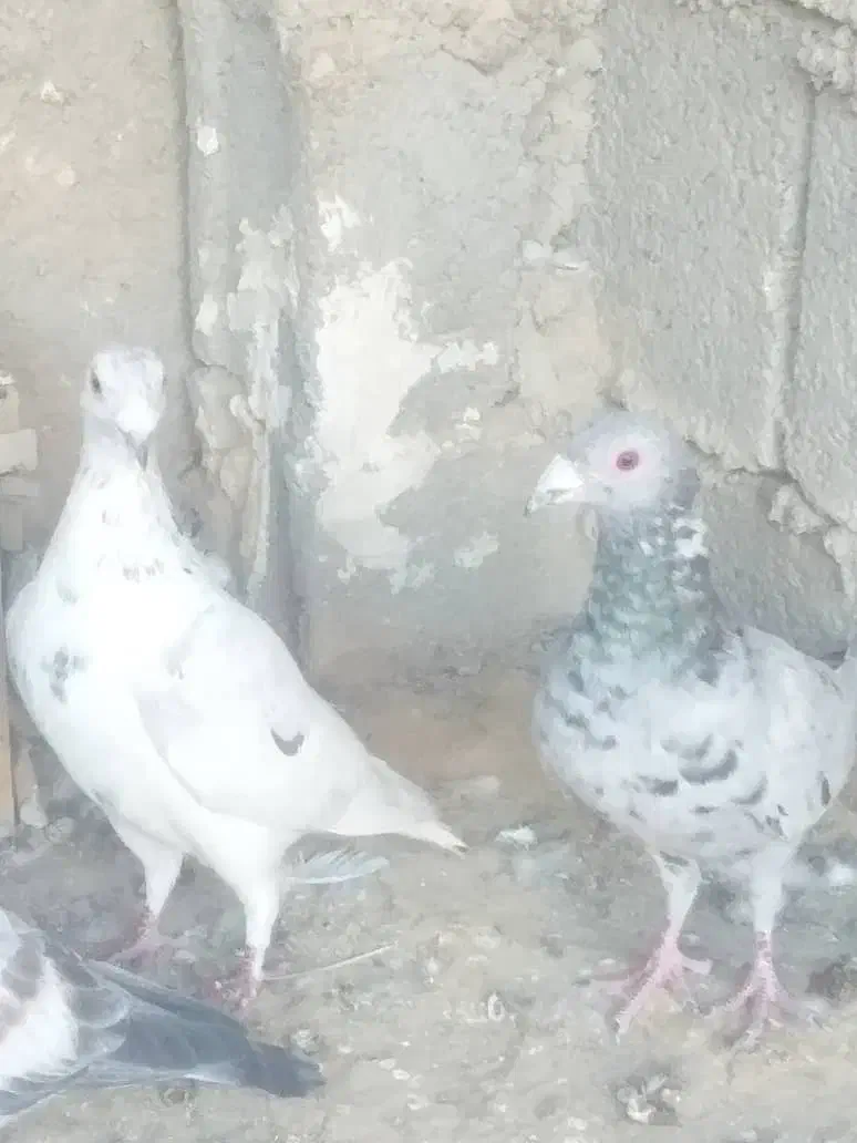 کبوتر پلاکی|پرنده|ارم, |دیوار