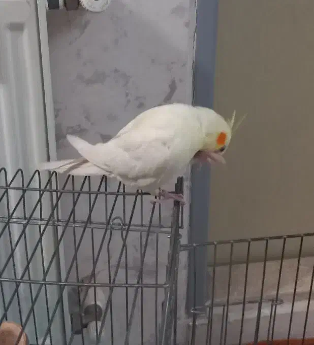 عروس هلندی ماده|پرنده|مشکین‌دشت, |دیوار