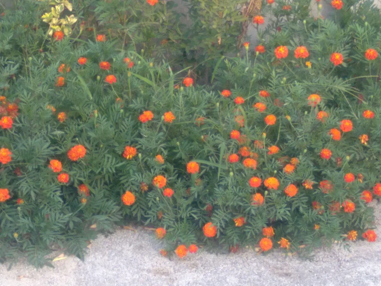 راهنمایی میکنم برا خرید ملک گیلان|فعالیت داوطلبانه|شیراز, شاهچراغ|دیوار