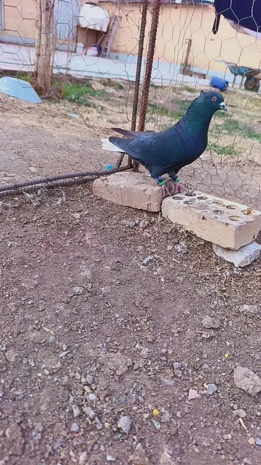 نر ذاغ دمسفید|حیوانات|رفسنجان, |دیوار