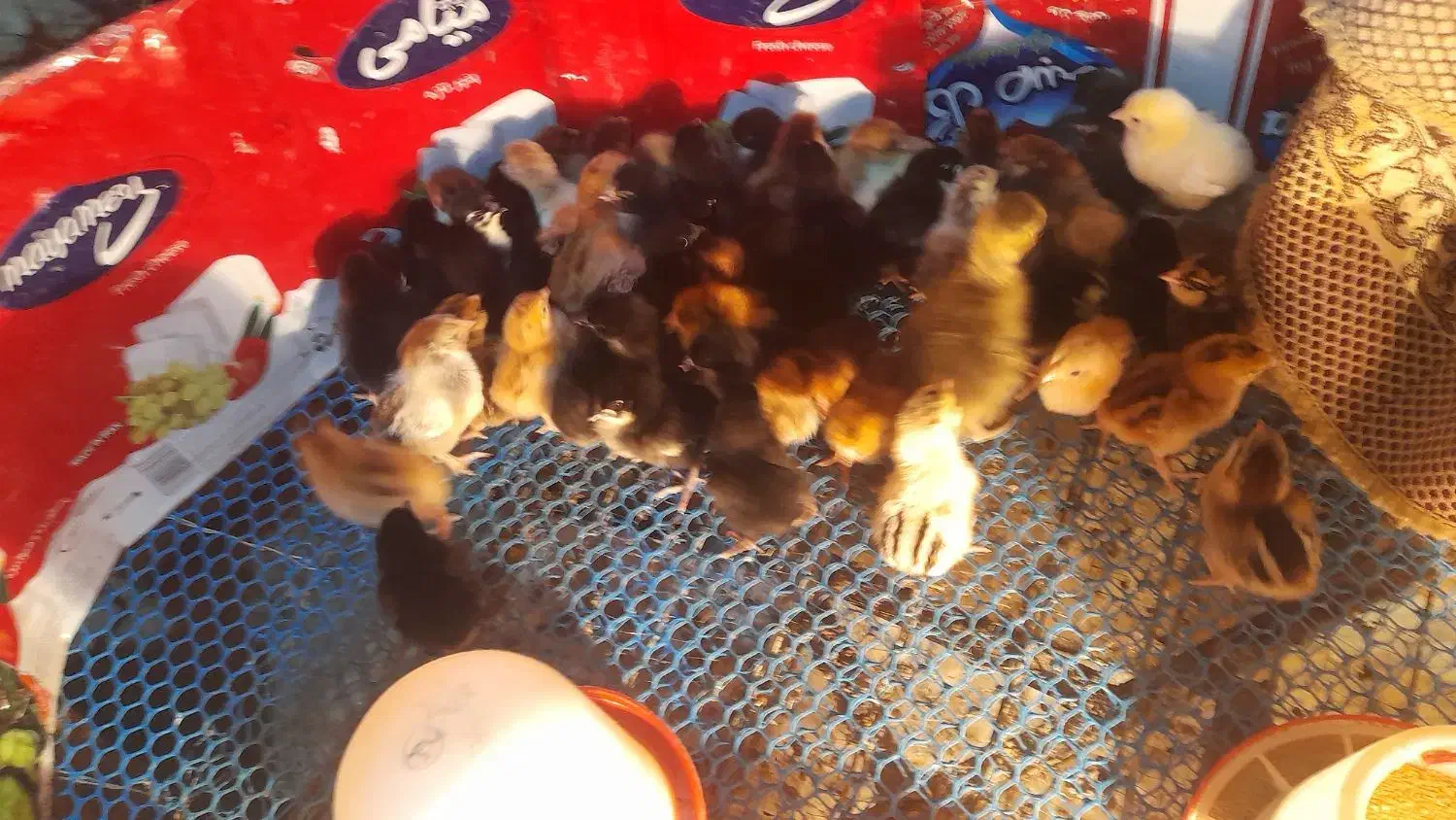 جوجه|حیوانات مزرعه|شیروان (خراسان), |دیوار