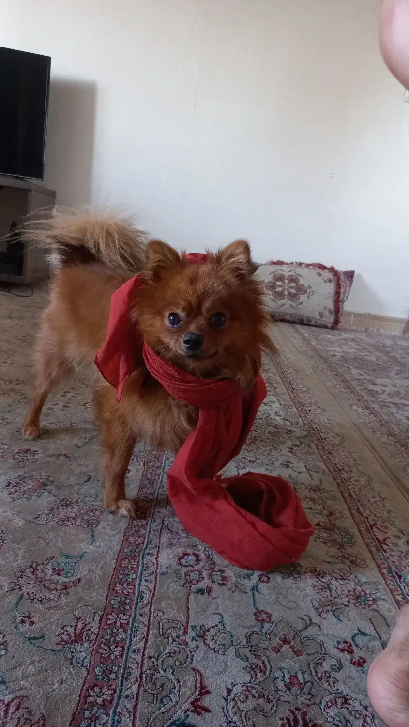 پامرانین روباهی|سگ|تهران, والفجر (افسریه)|دیوار