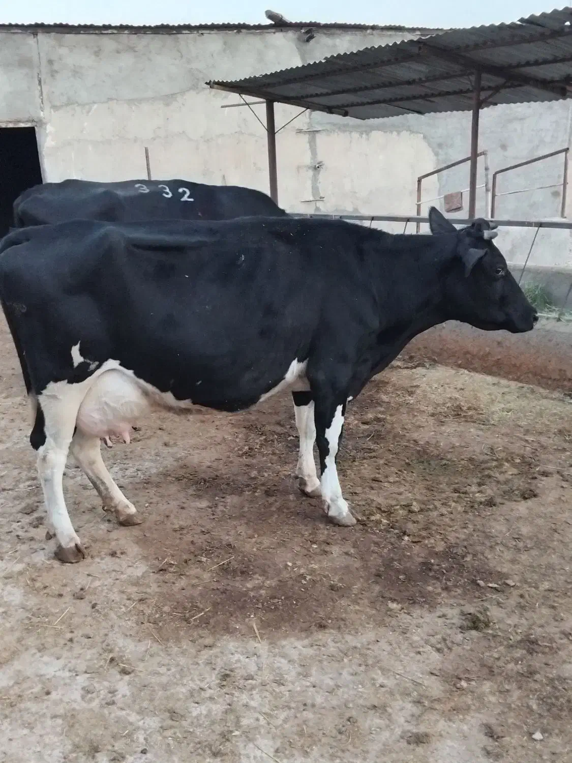 فروش دو عدد گاو|حیوانات مزرعه|اقبالیه, |دیوار