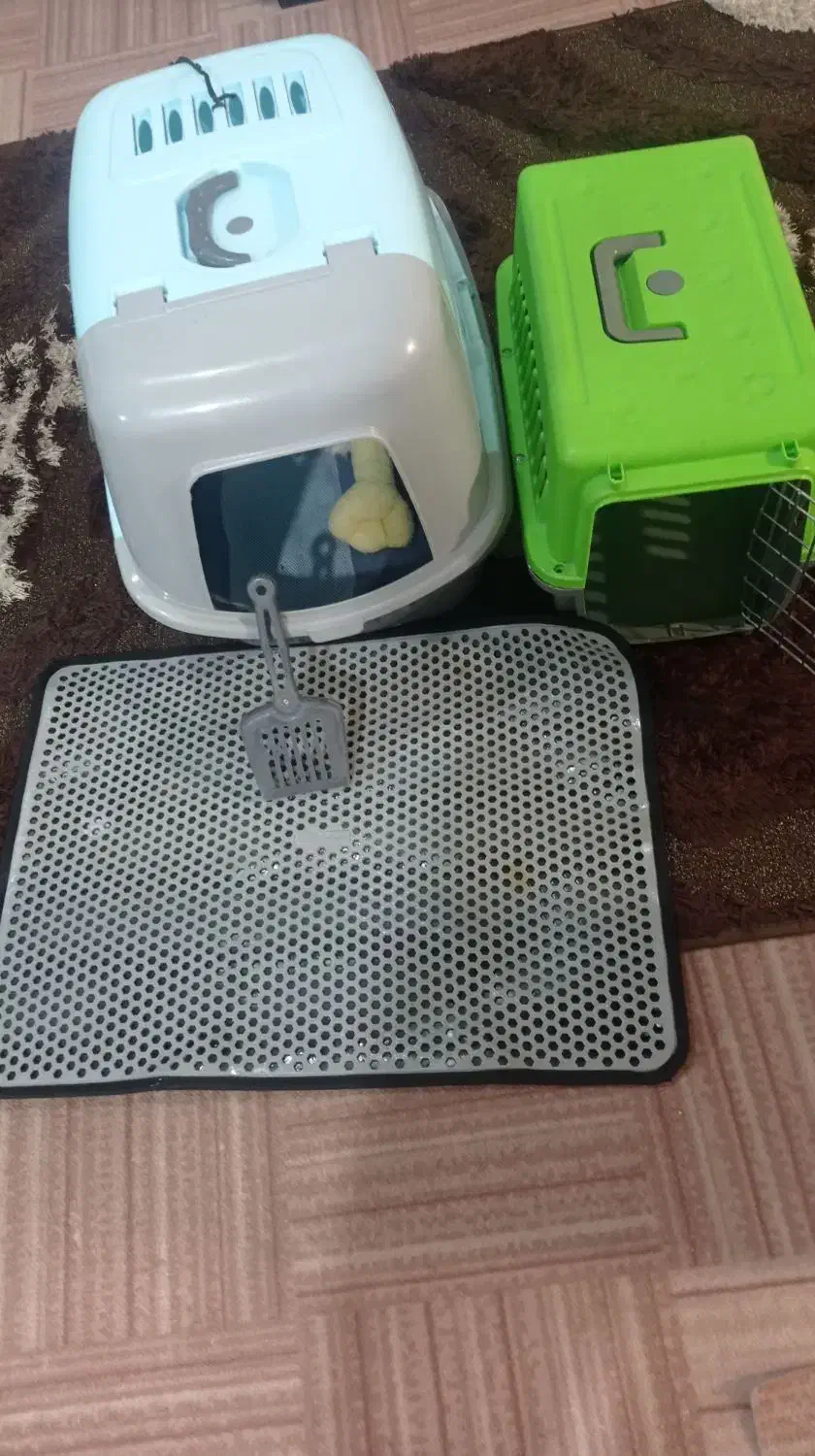 وسایل گربه و سگ|لوازم جانبی حیوانات|پاکدشت, پاکدشت (مامازند)|دیوار