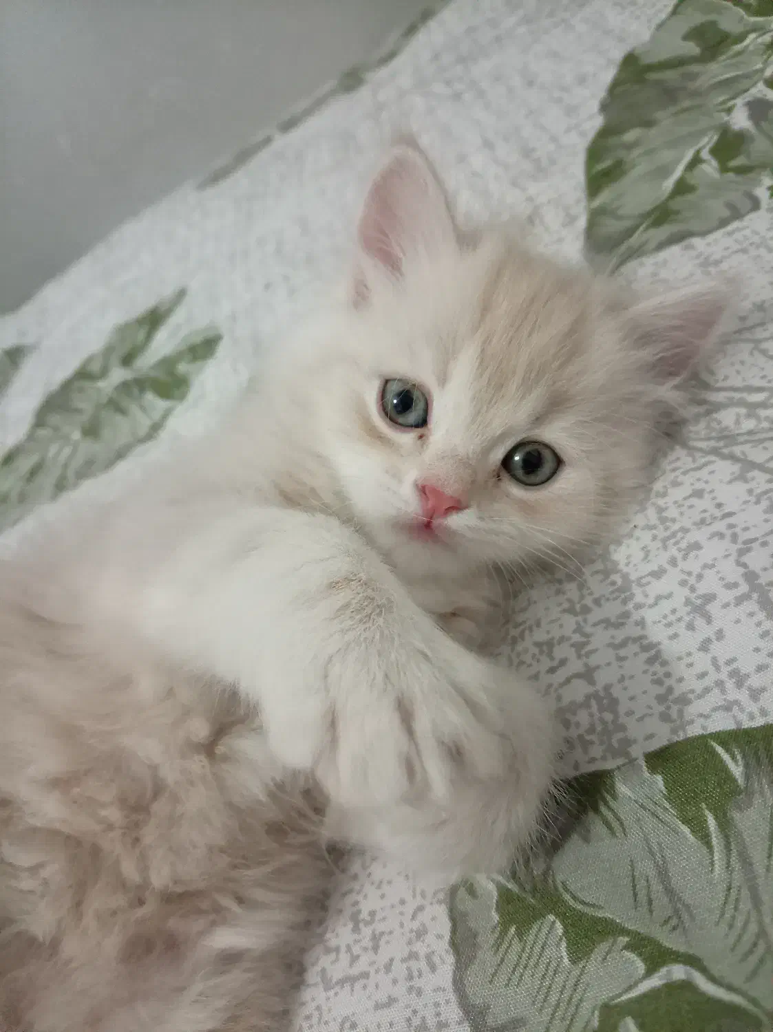 واگذاری گربه|گربه|کرمان, |دیوار